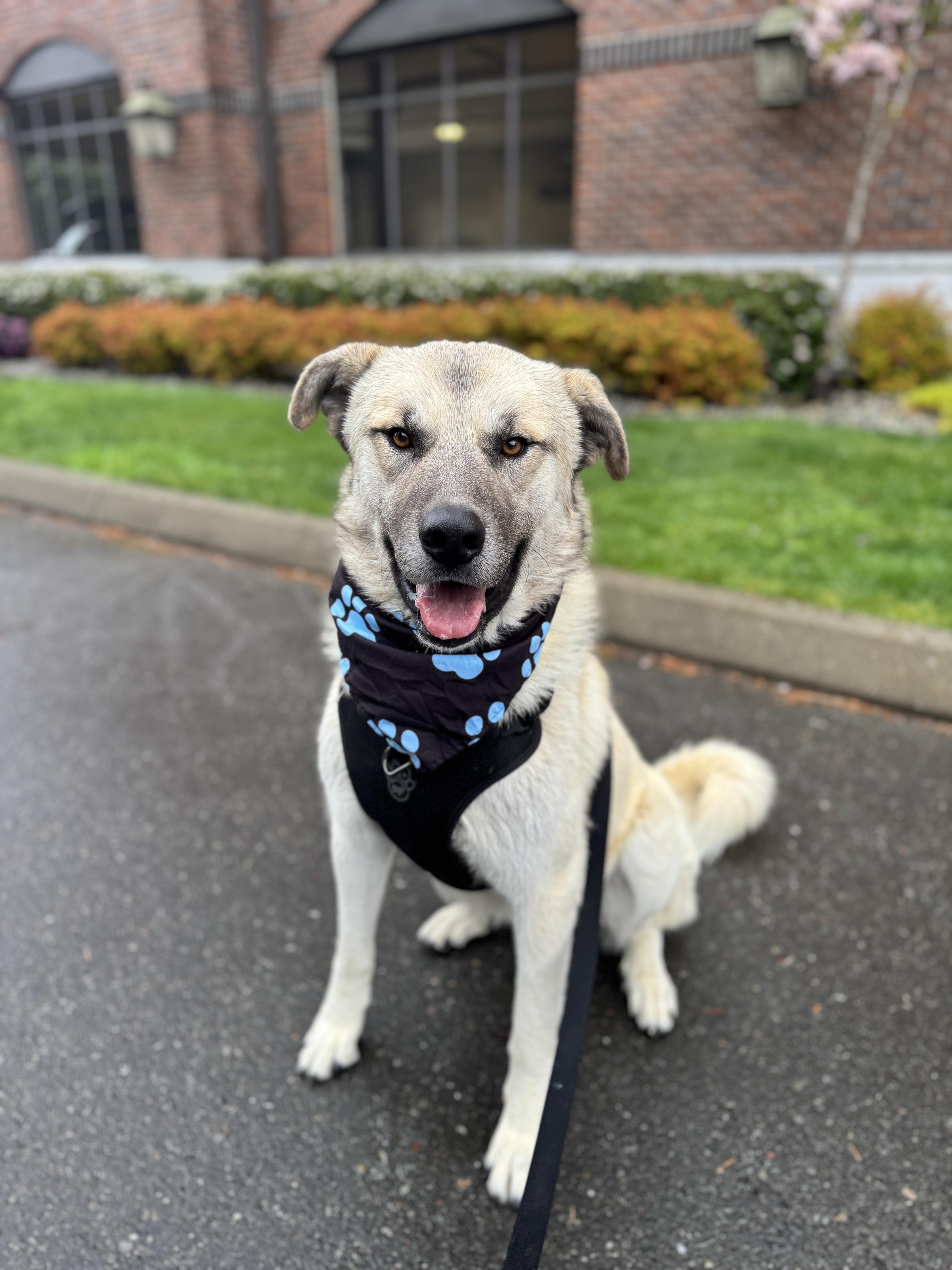 Enlarge Baloo, a Adoptable mixed breed in lynnwood , WA image 3/6