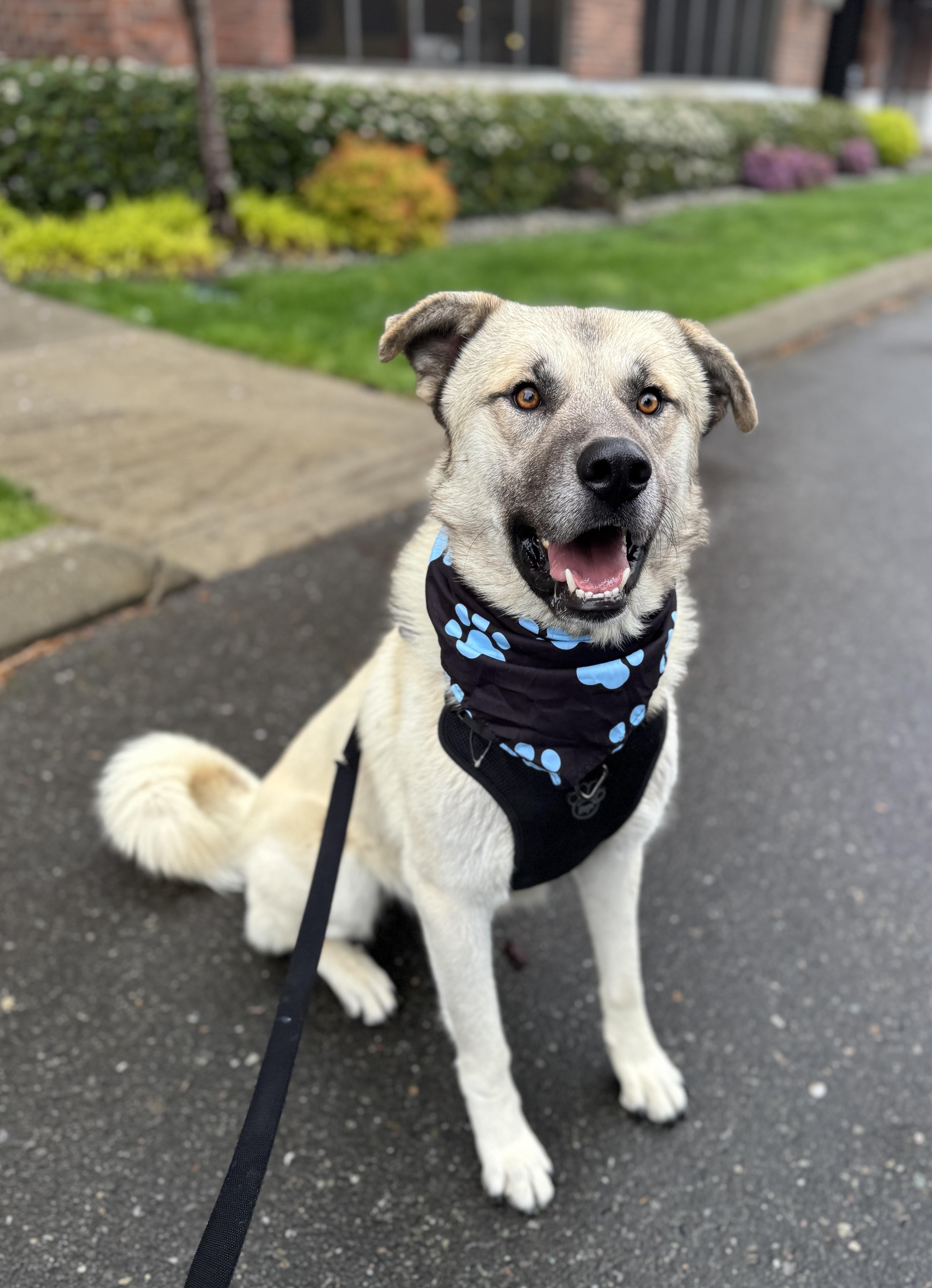 Enlarge Baloo, a Adoptable mixed breed in lynnwood , WA image 5/6