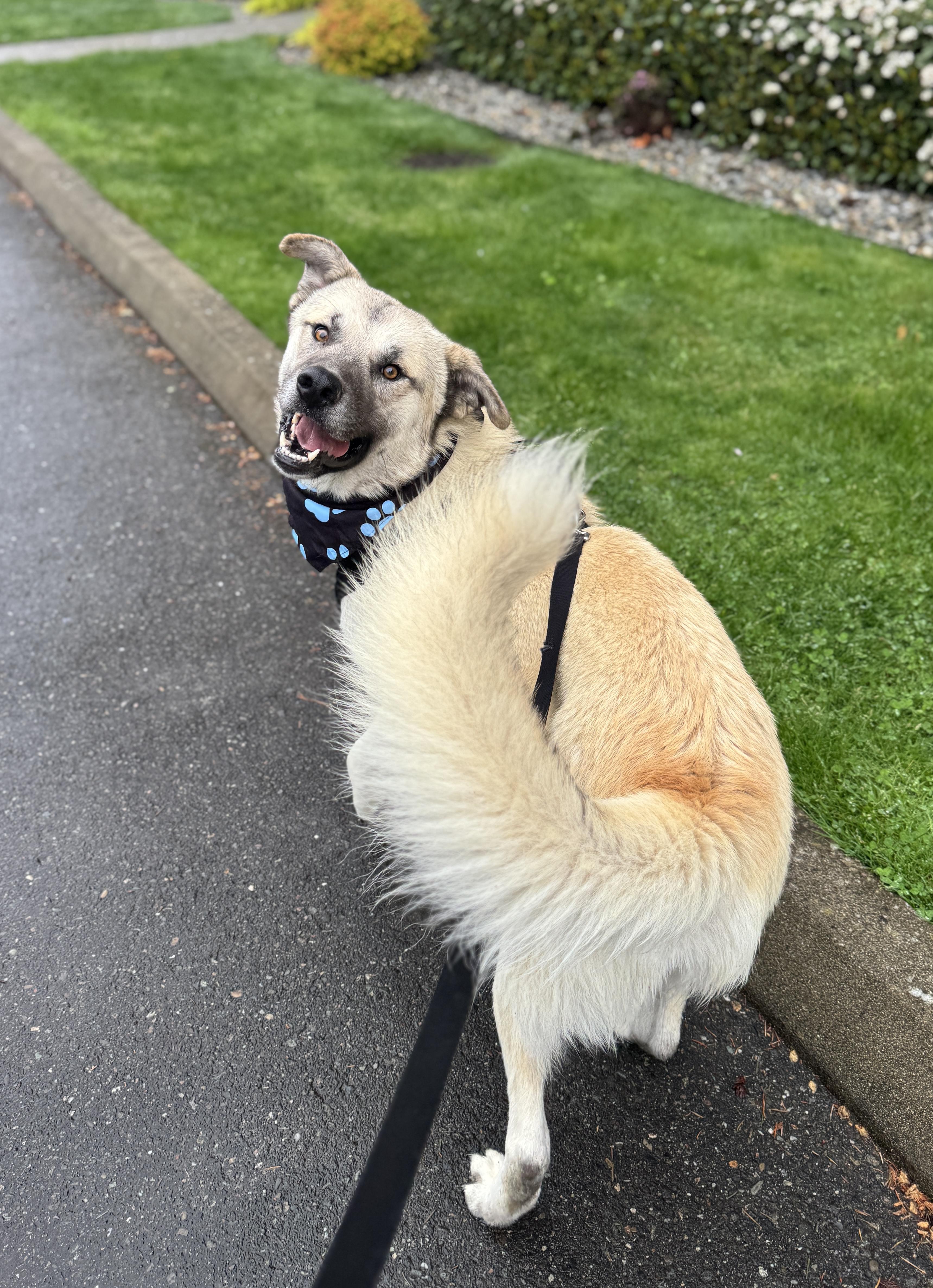 Enlarge Baloo, a Adoptable mixed breed in lynnwood , WA image 2/6