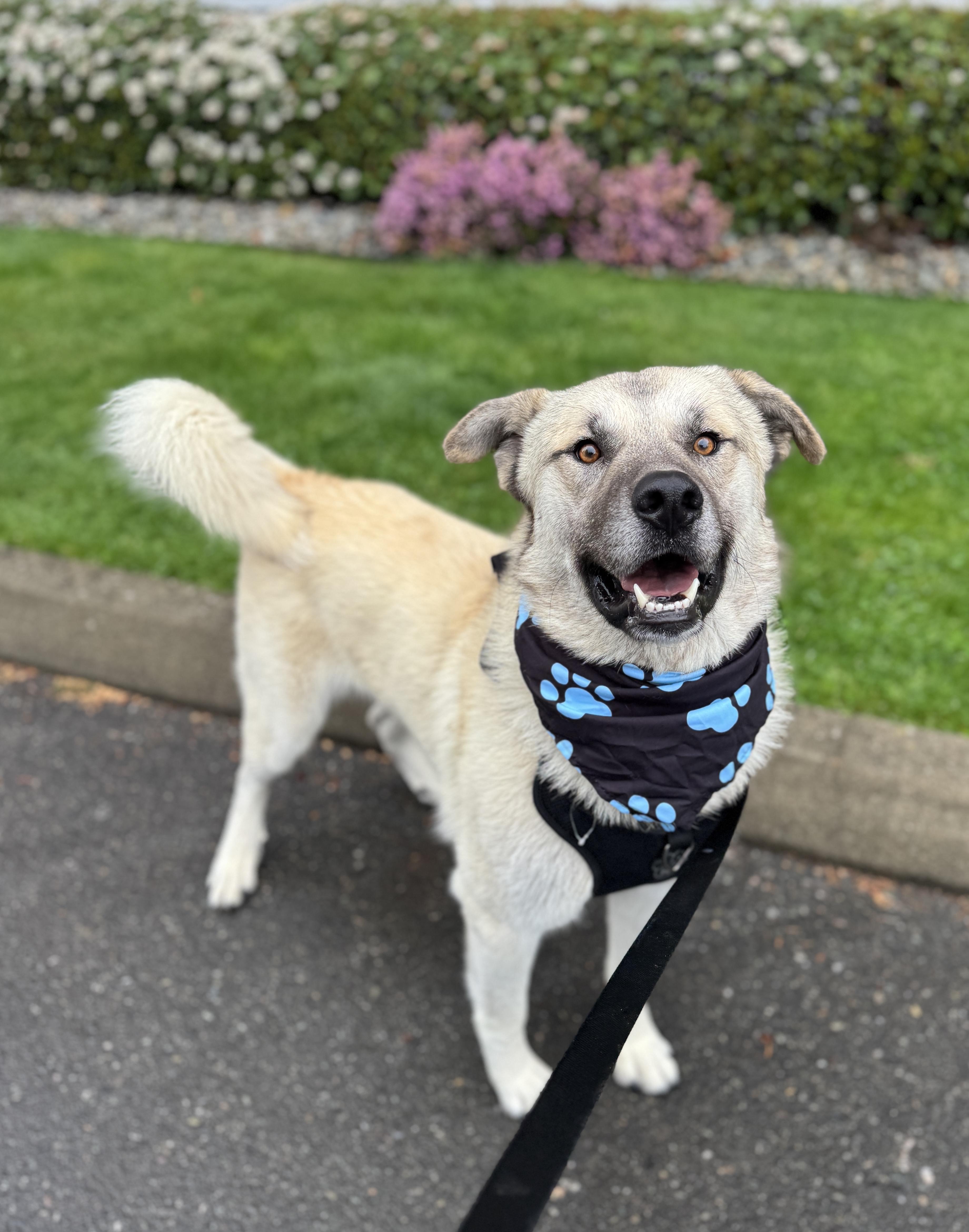 Enlarge Baloo, a Adoptable mixed breed in lynnwood , WA image 4/6