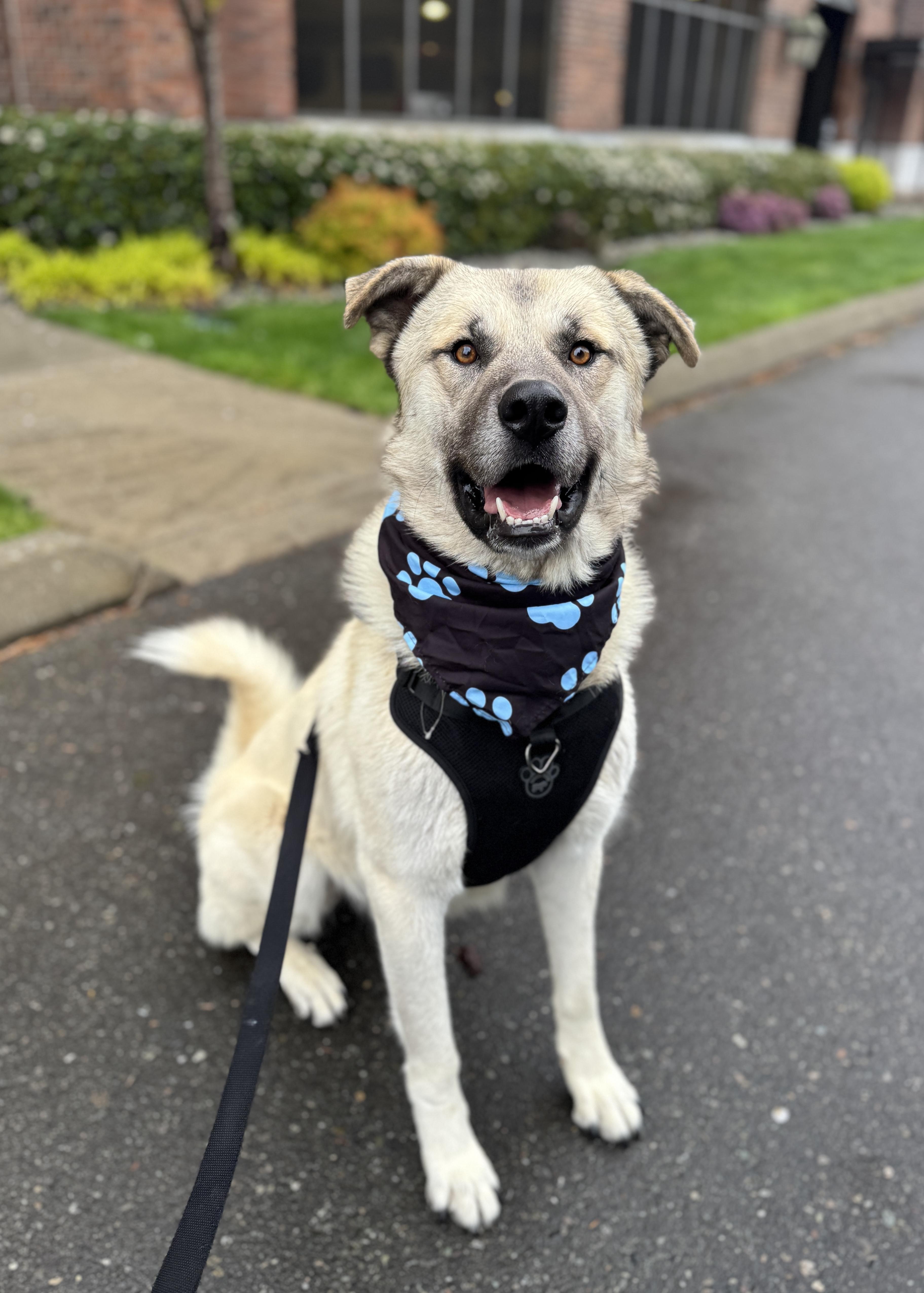 Baloo, Adoptable, Adult Male Anatolian Shepherd & Labrador Retriever.