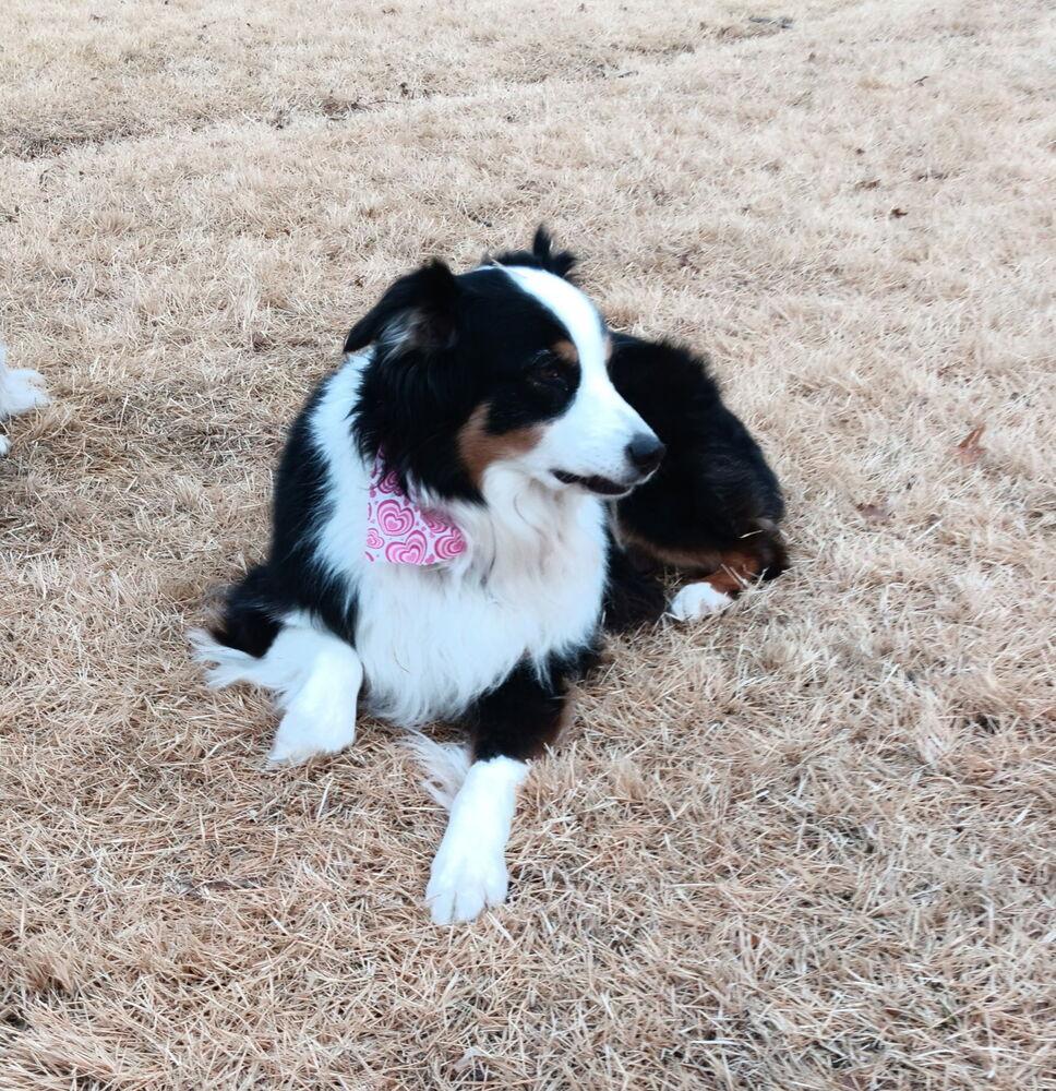 1029 Destiny, a Adoptable Australian Shepherd in Peoria, IL image 2/6