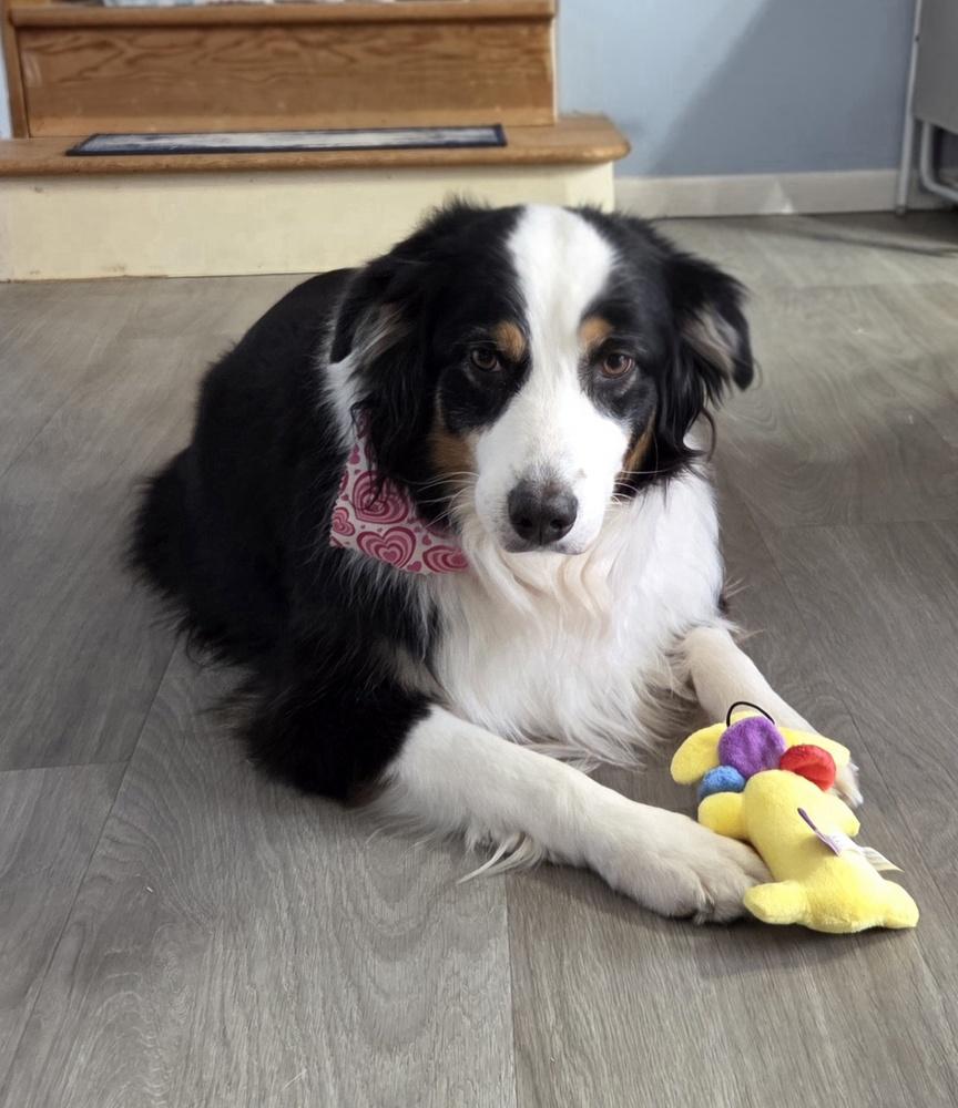 1029 Destiny, Adoptable, Adult Female Australian Shepherd.