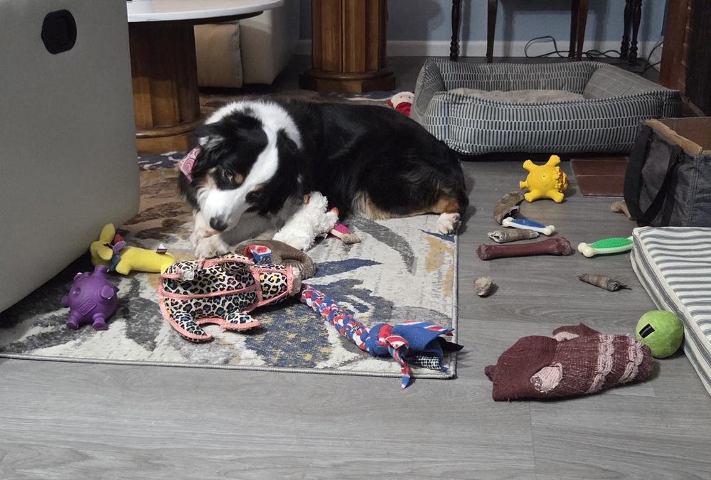 1029 Destiny, a Adoptable Australian Shepherd in Peoria, IL image 4/6