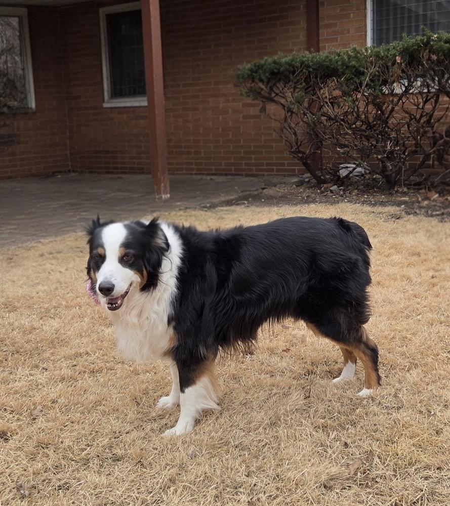 1029 Destiny, a Adoptable Australian Shepherd in Peoria, IL image 5/6