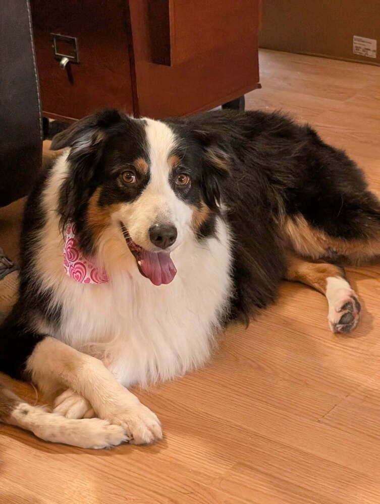 1029 Destiny, a Adoptable Australian Shepherd in Peoria, IL image 3/6