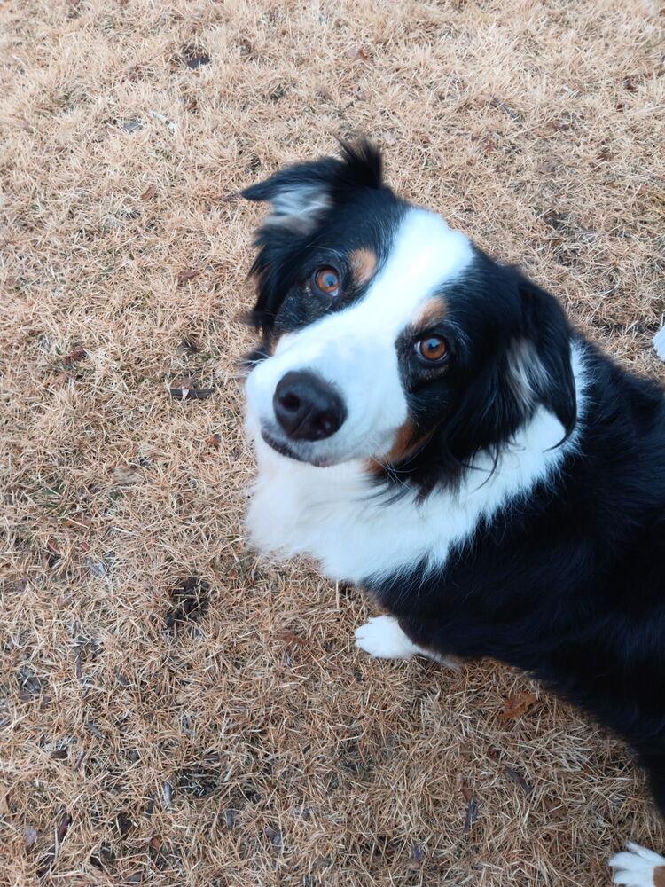 1029 Destiny, a Adoptable Australian Shepherd in Peoria, IL image 6/6