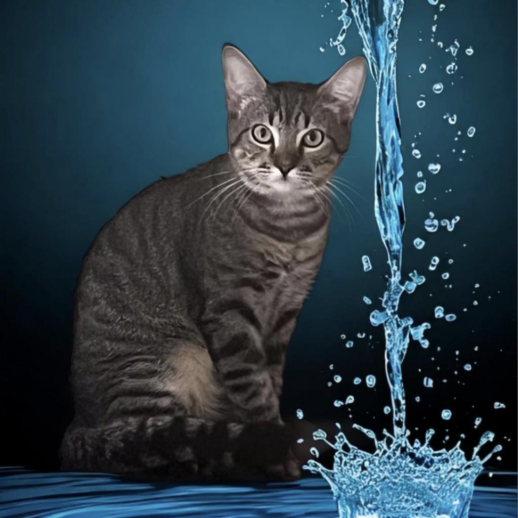 MAX, Adoptable, Adult Male Domestic Short Hair.