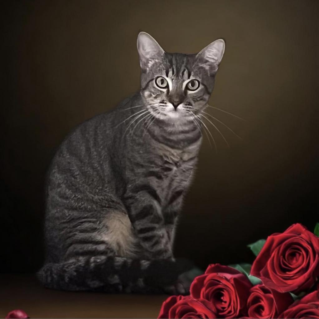 Enlarge MAX, a Adoptable Domestic Short Hair in Oakland Park, FL image 2/3