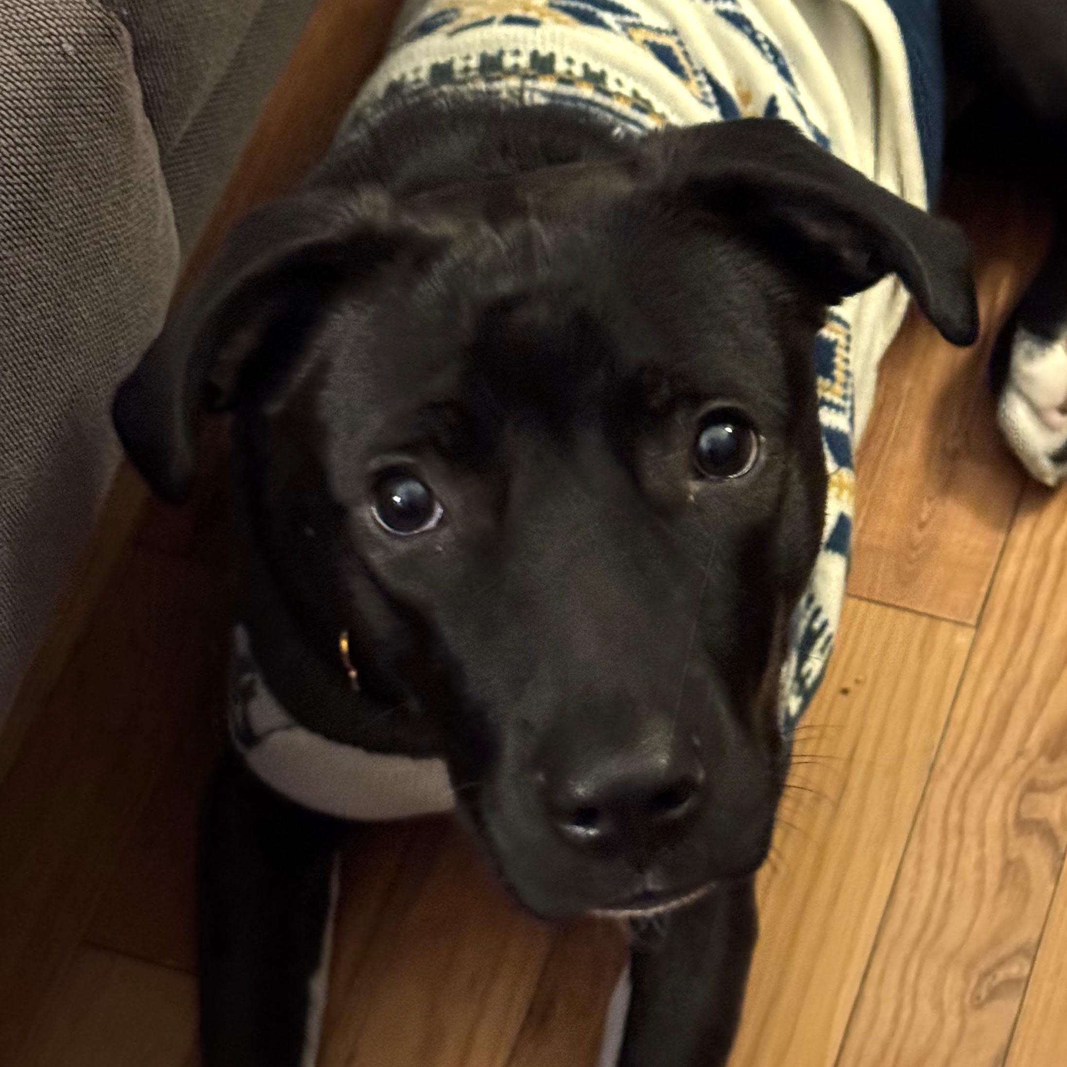 Enlarge Mia, a Adoptable mixed breed in Normal, IL image 2/6