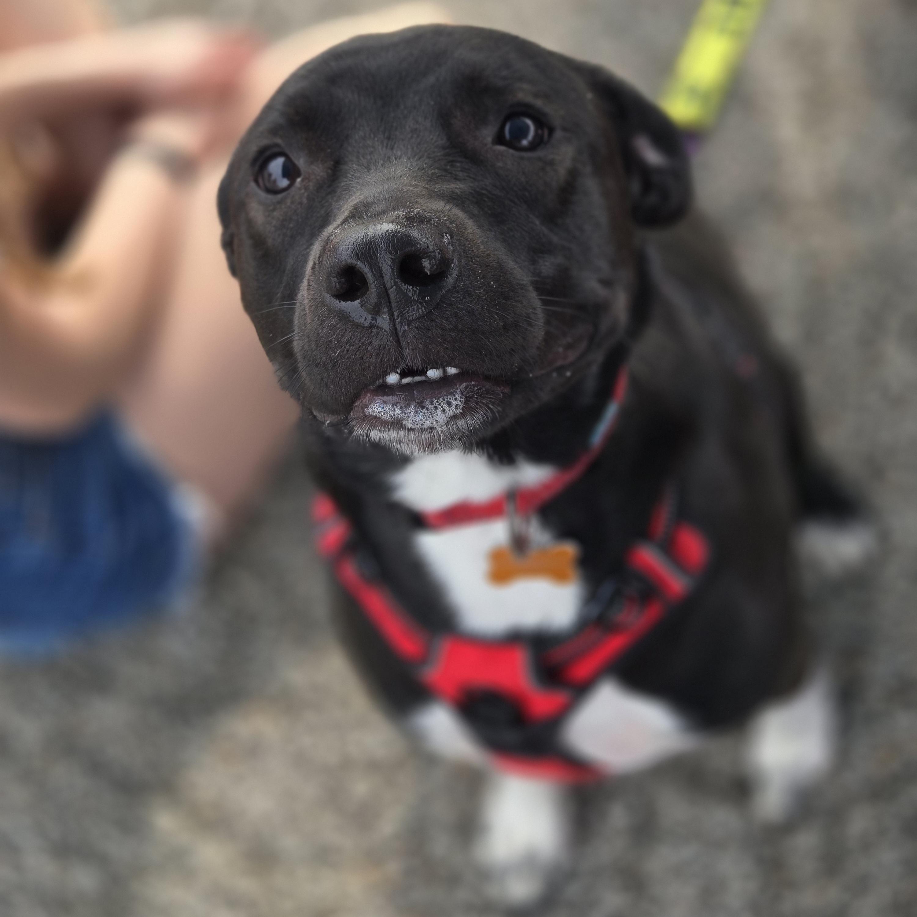 Mia, a Adoptable mixed breed in Normal, IL image 6/6
