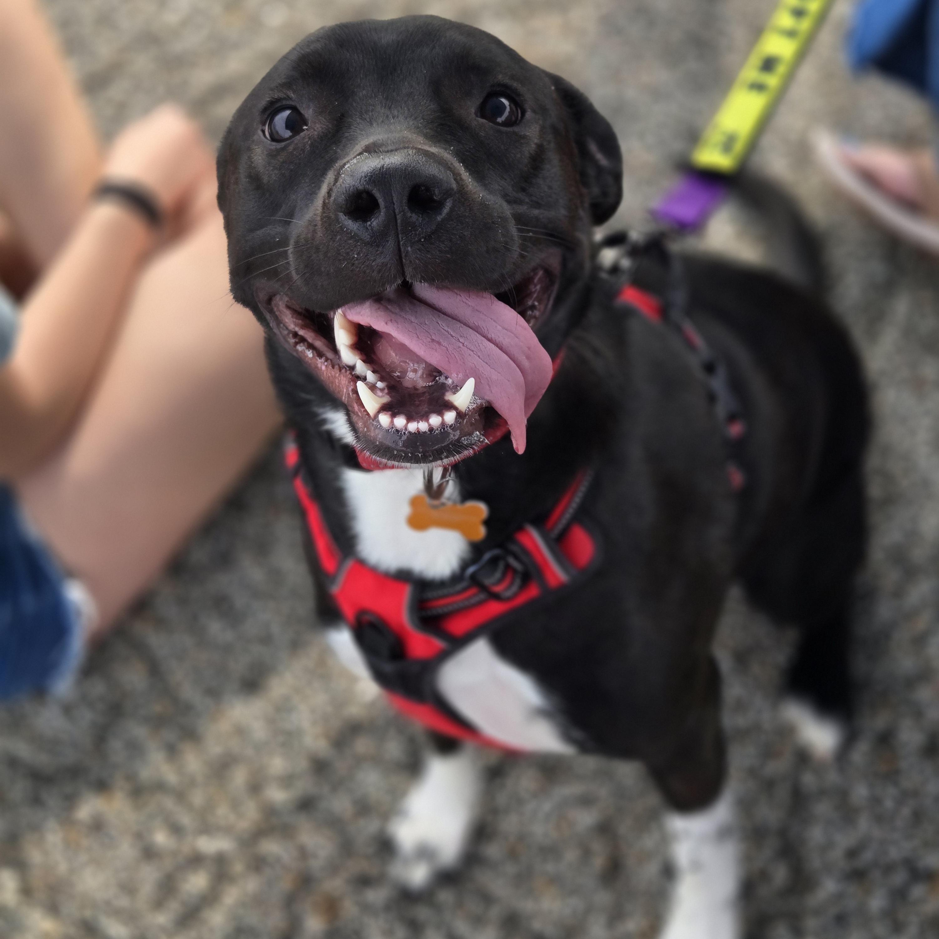 Mia, a Adoptable mixed breed in Normal, IL image 4/6
