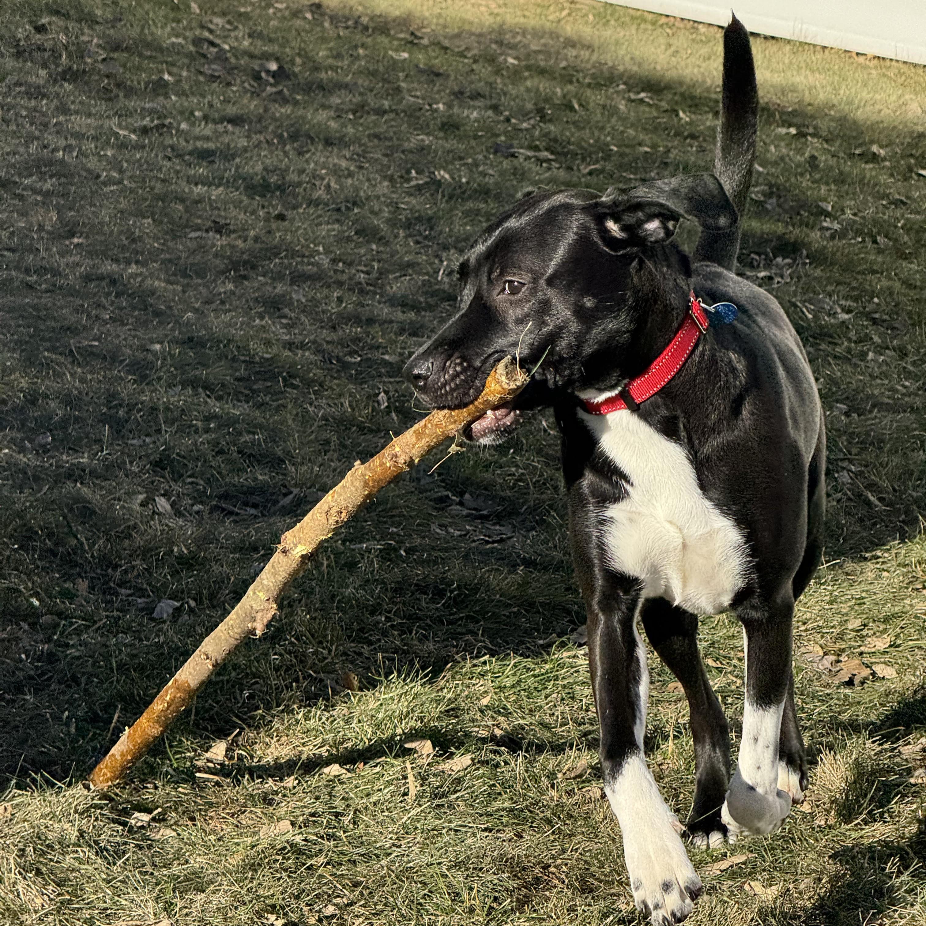 Enlarge Mia, a Adoptable mixed breed in Normal, IL image 6/6