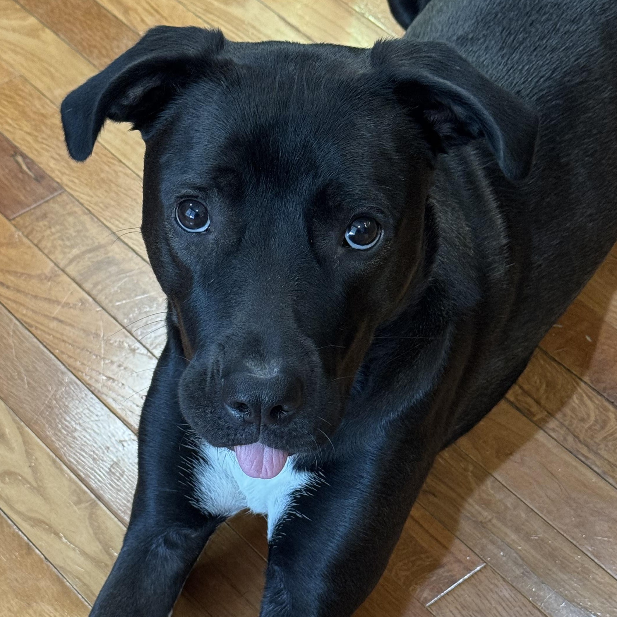 Mia, a Adoptable mixed breed in Normal, IL image 2/6