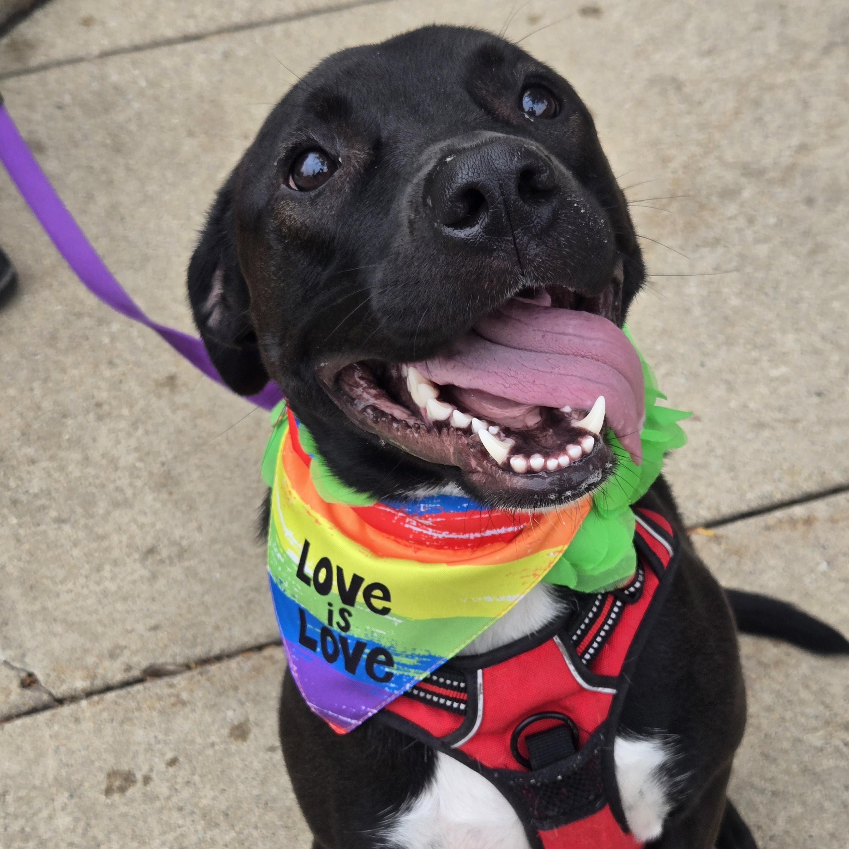Mia, Adoptable, Adult Female Mixed Breed.
