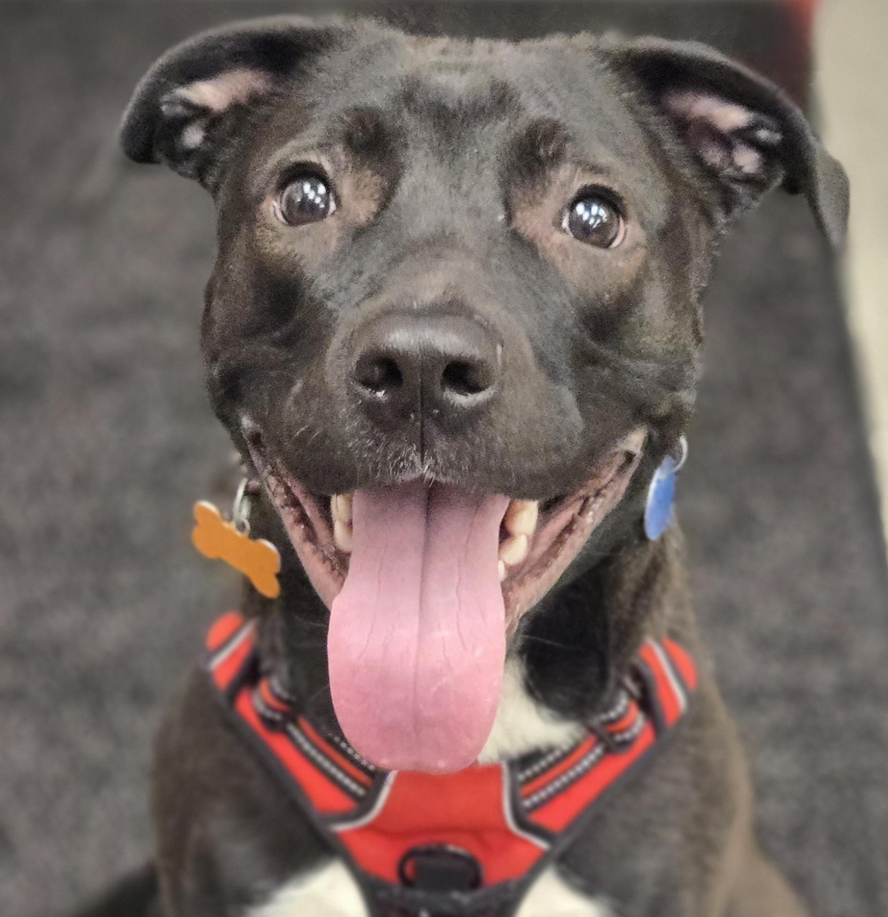 Mia, Adoptable, Adult Female Mixed Breed.