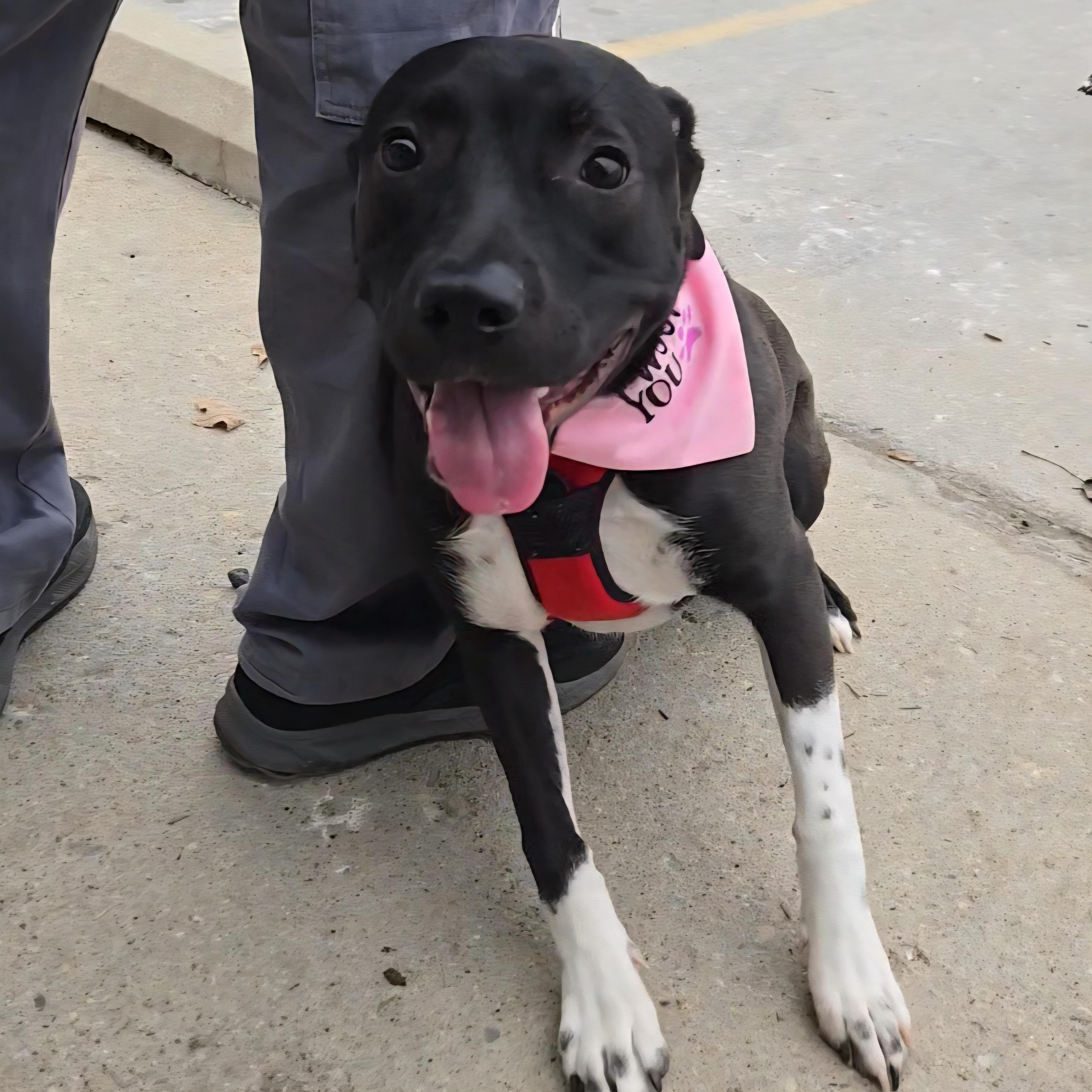 Enlarge Mia, a Adoptable mixed breed in Normal, IL image 4/6