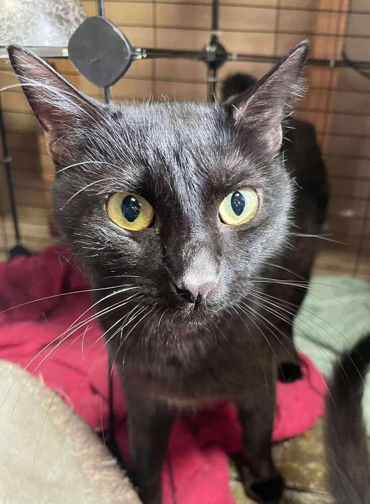 Crafty Mama H., Adoptable, Adult Female Domestic Short Hair.