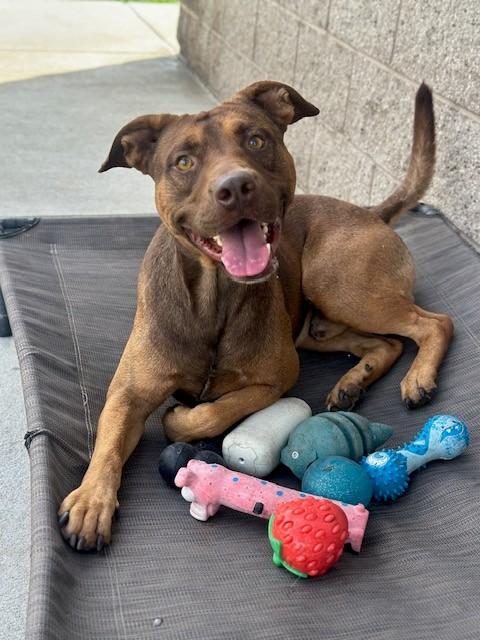 Rusty, a Adoptable mixed breed in Manteca, CA image 4/4