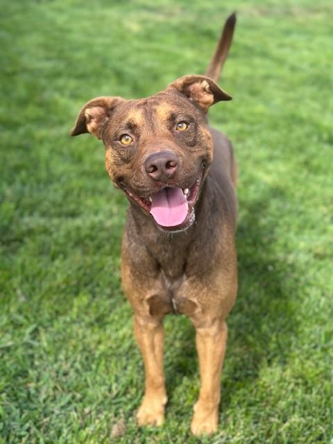 Rusty, a Adoptable mixed breed in Manteca, CA image 1/4