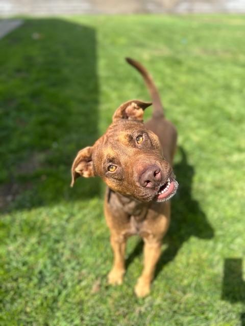 Rusty, a Adoptable mixed breed in Manteca, CA image 2/4
