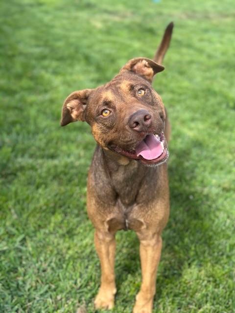 Rusty, a Adoptable mixed breed in Manteca, CA image 3/4