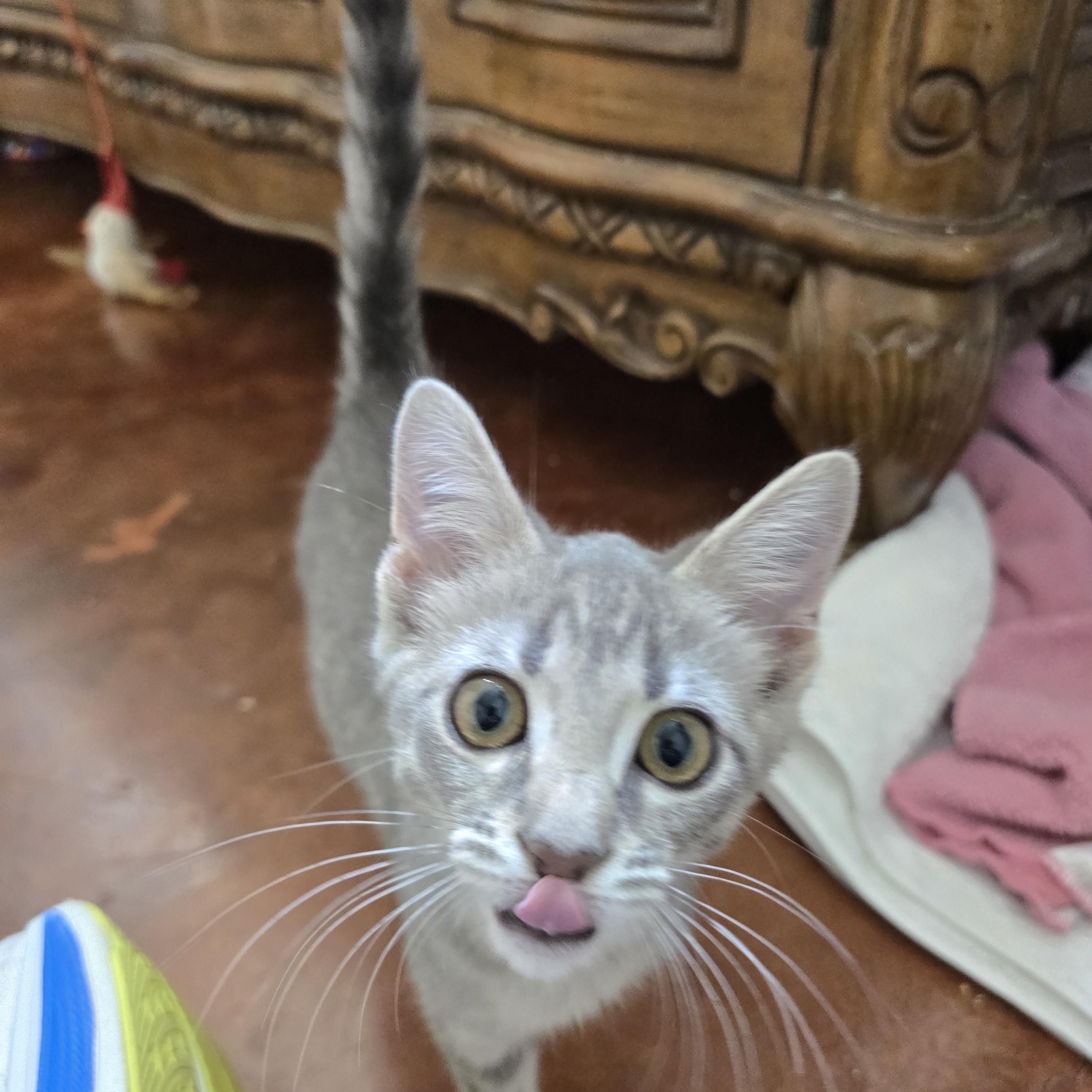 Enlarge Selina, a ADOPTABLE mixed breed in Homewood, AL image 2/2