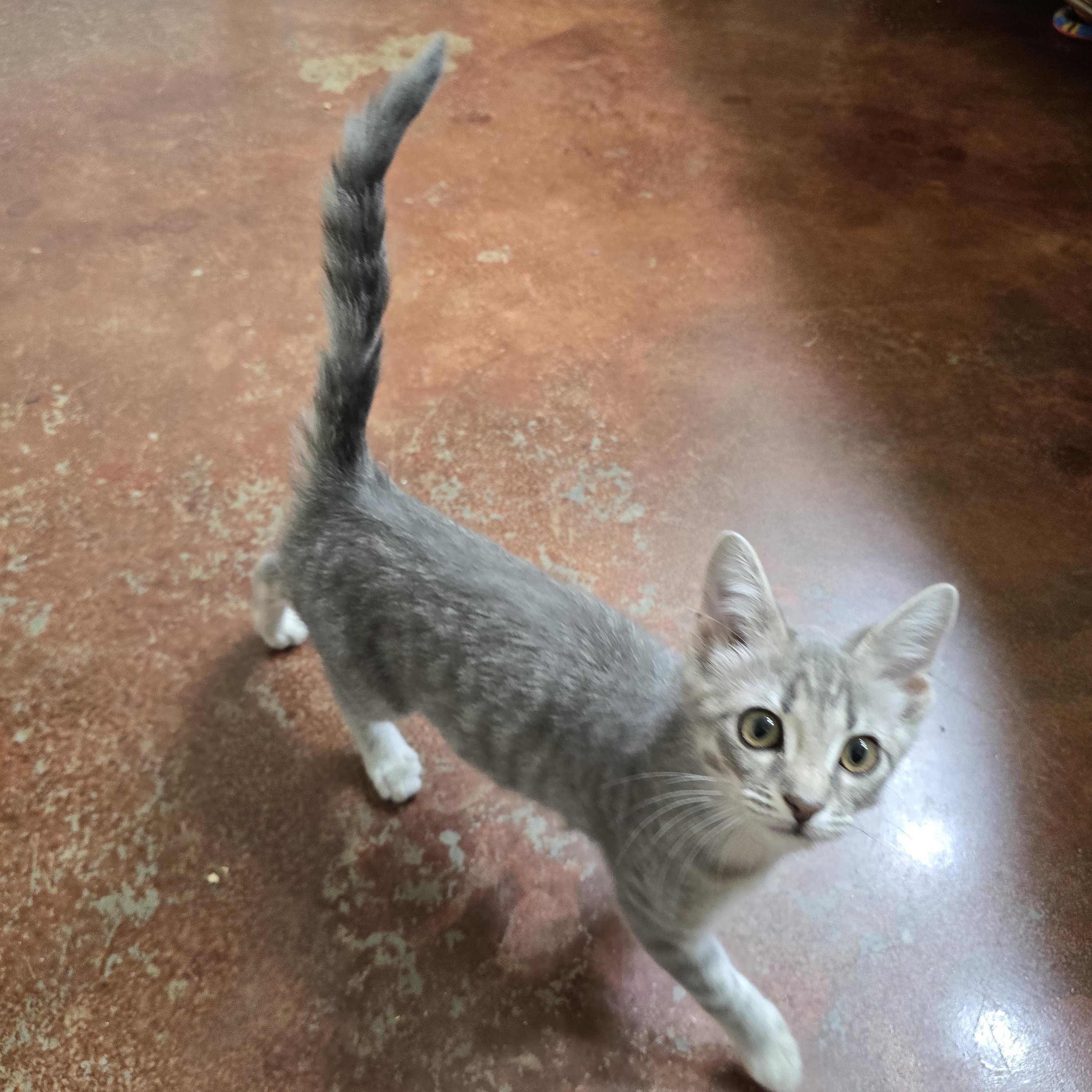 Enlarge Selina, a ADOPTABLE mixed breed in Homewood, AL image 1/2
