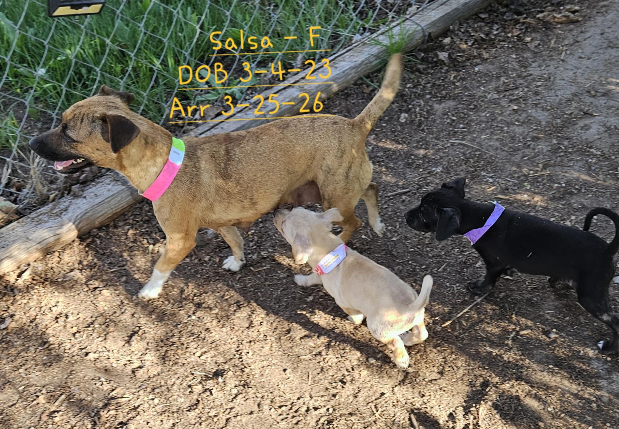 Enlarge Salsa, a Adoptable mixed breed in Nucla, CO image 1/2
