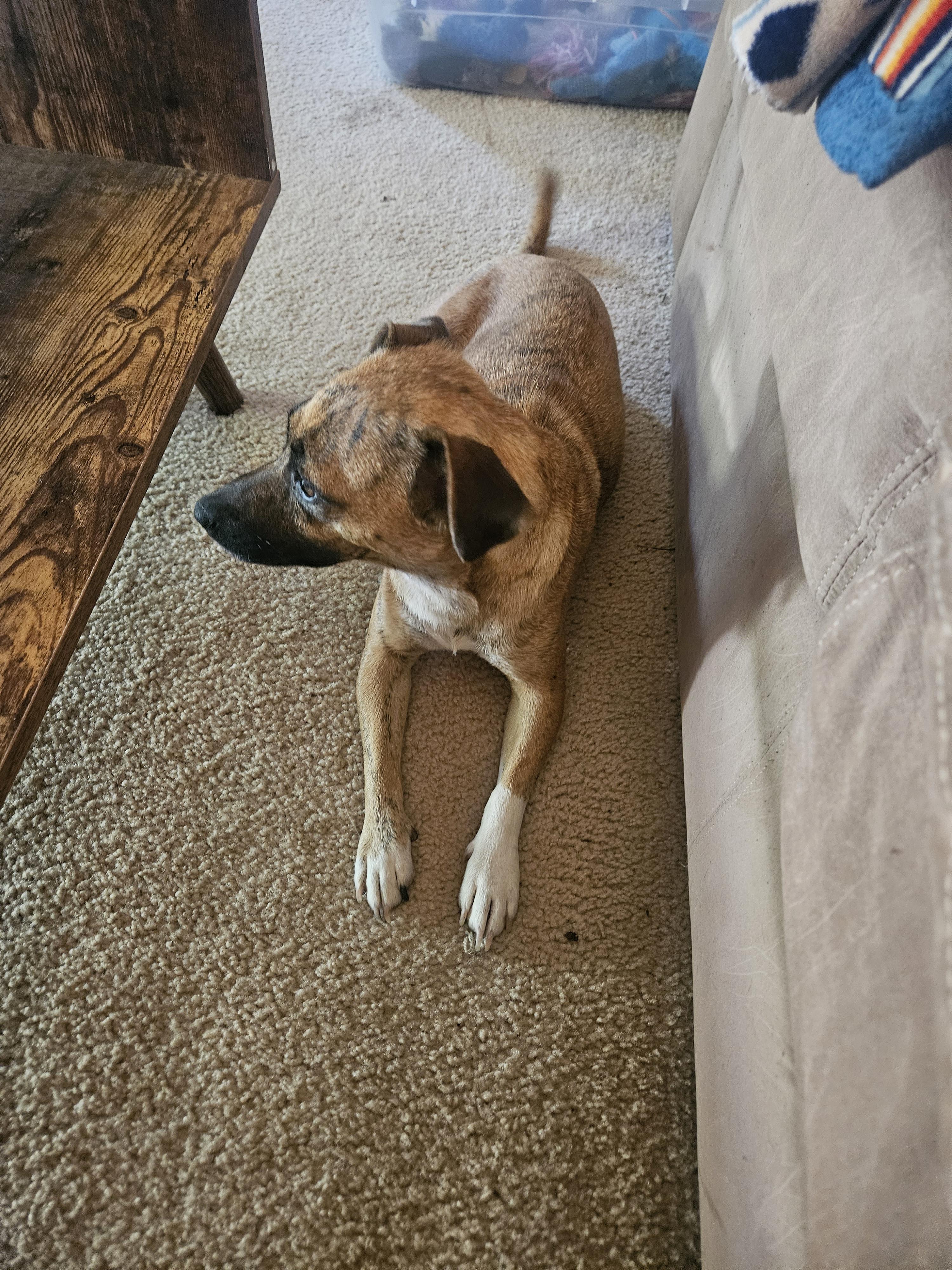 Enlarge Salsa, a Adoptable mixed breed in Nucla, CO image 2/2