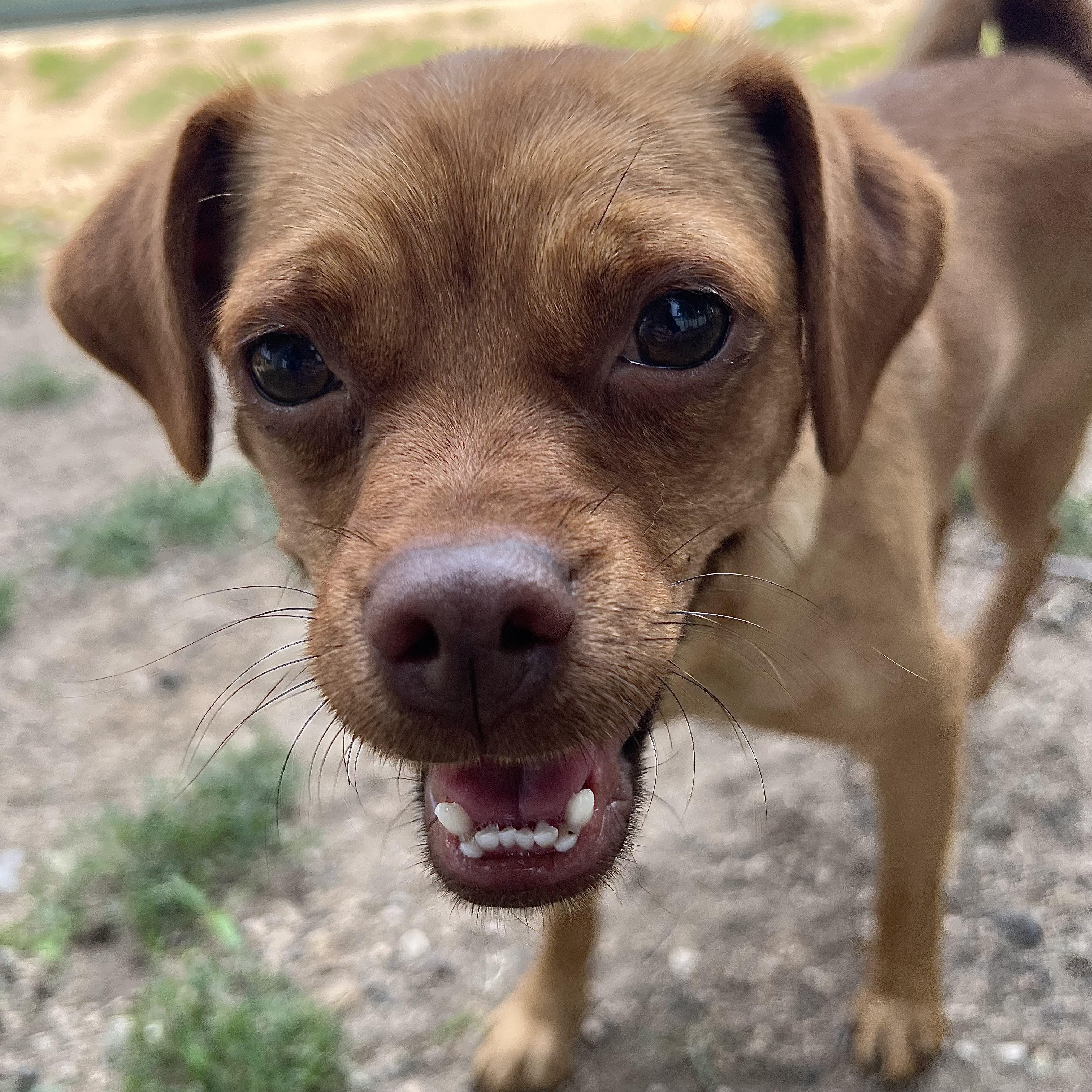 Enlarge Tellame - NO FEE (Sponsored by Waters Edge Fairmont), a ADOPTABLE mixed breed in Fairmont, MN image 2/6