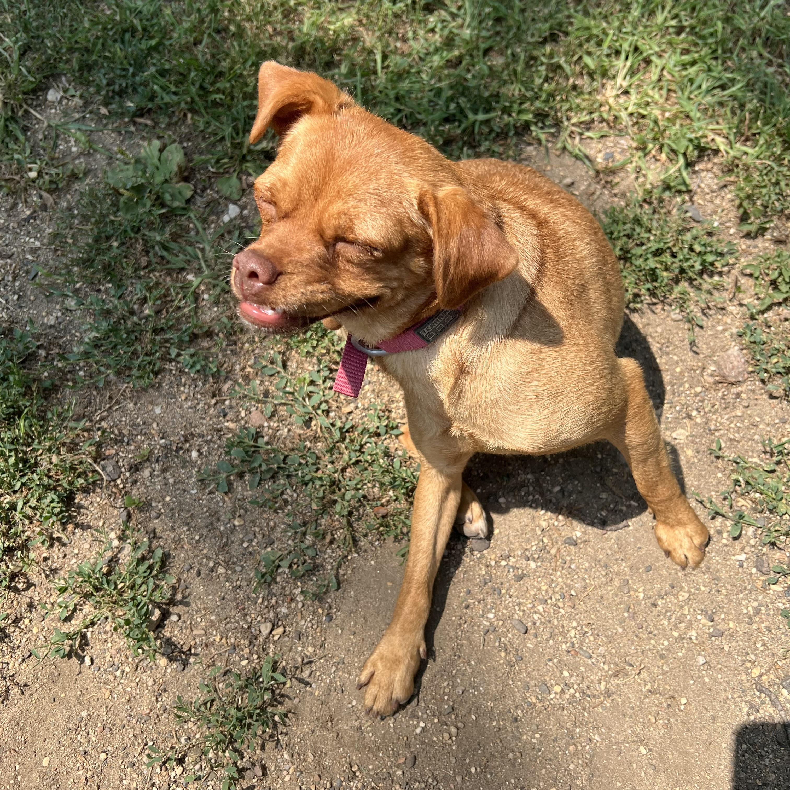 Enlarge Tellame - NO FEE (Sponsored by Waters Edge Fairmont), a ADOPTABLE mixed breed in Fairmont, MN image 3/6
