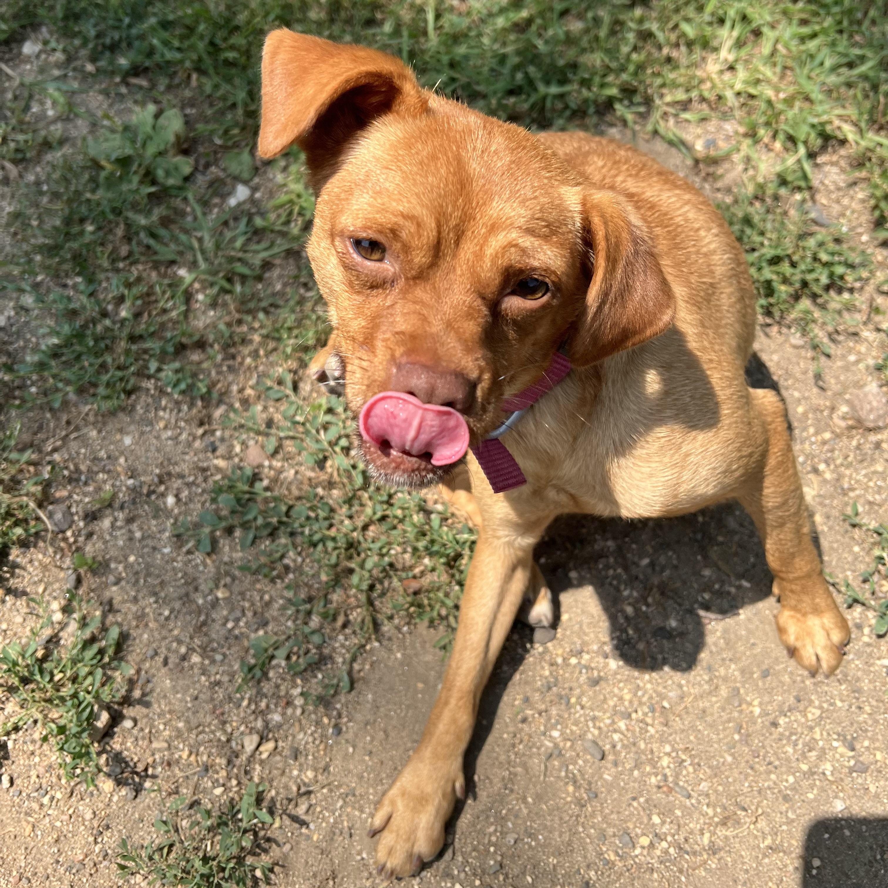 Enlarge Tellame - NO FEE (Sponsored by Waters Edge Fairmont), a ADOPTABLE mixed breed in Fairmont, MN image 5/6