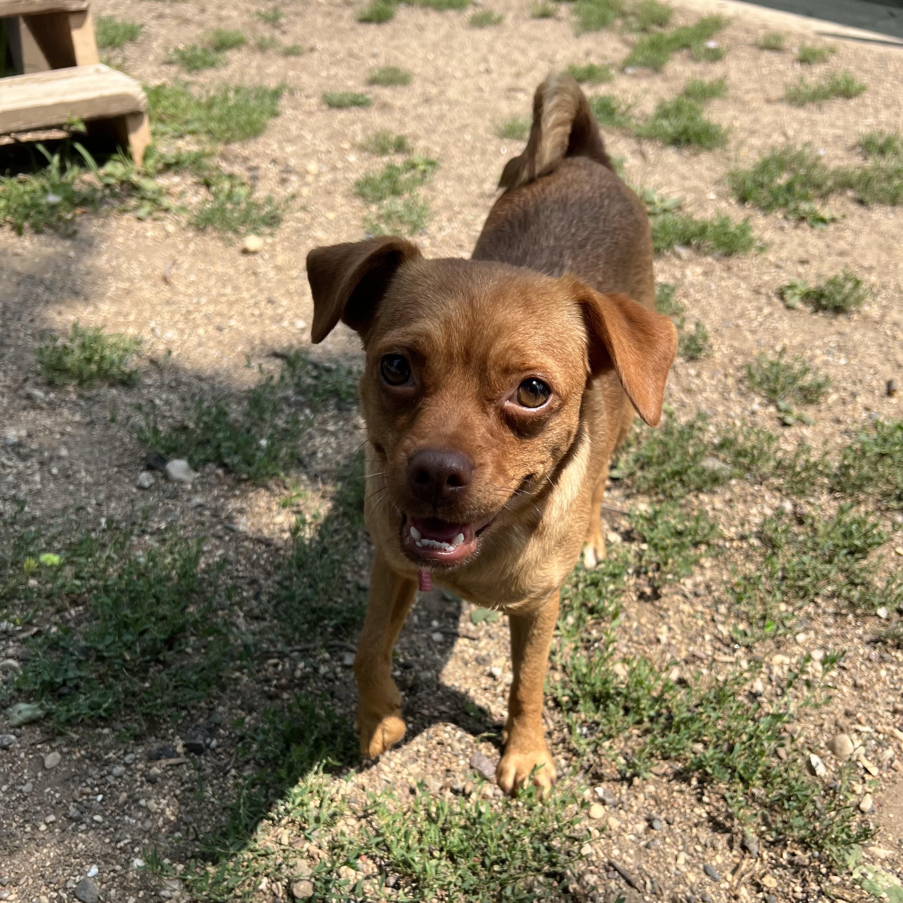 Tellame - NO FEE (Sponsored by Waters Edge Fairmont), ADOPTABLE, Adult Female Terrier.