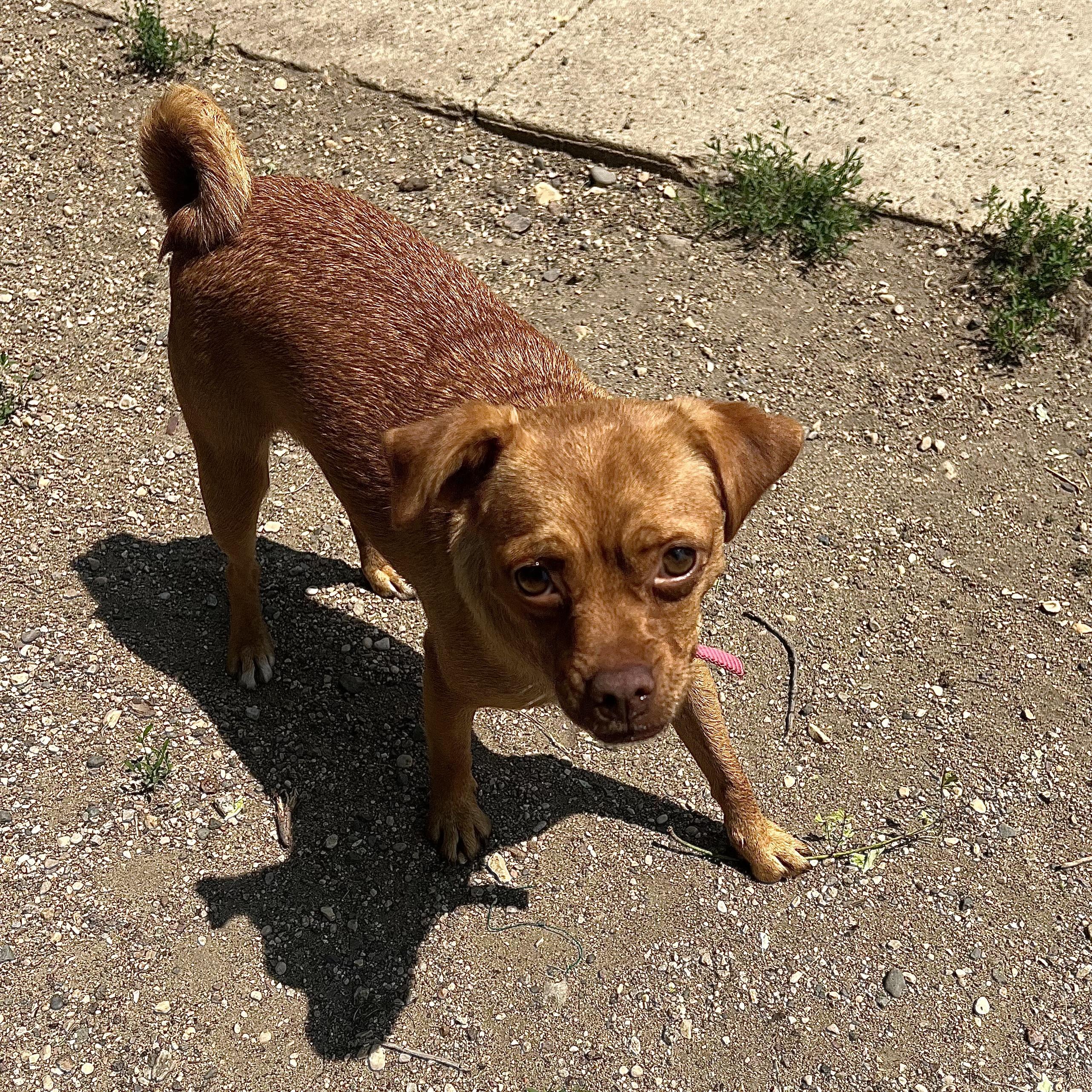 Enlarge Tellame - NO FEE (Sponsored by Waters Edge Fairmont), a ADOPTABLE mixed breed in Fairmont, MN image 6/6