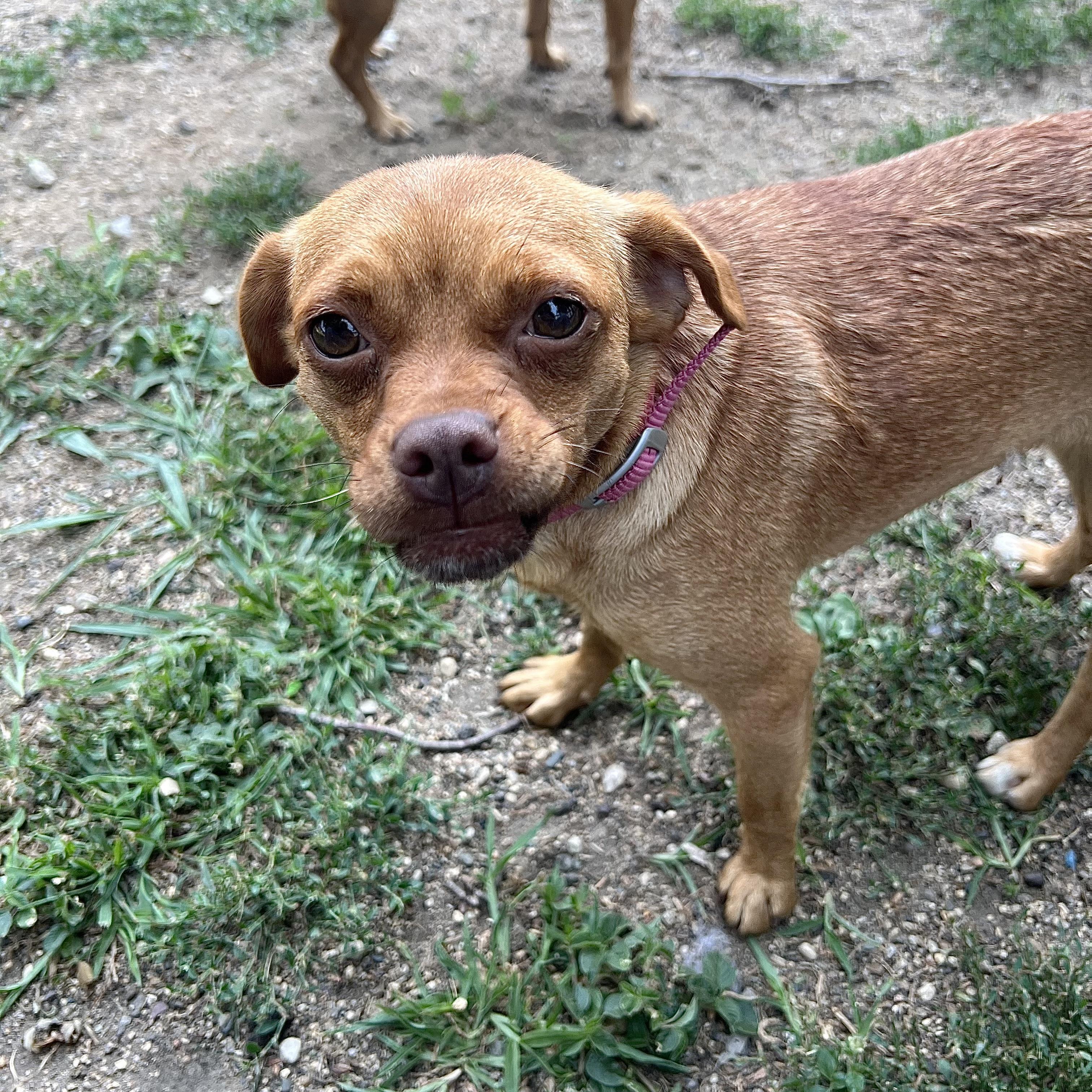 Enlarge Tellame - NO FEE (Sponsored by Waters Edge Fairmont), a ADOPTABLE mixed breed in Fairmont, MN image 4/6