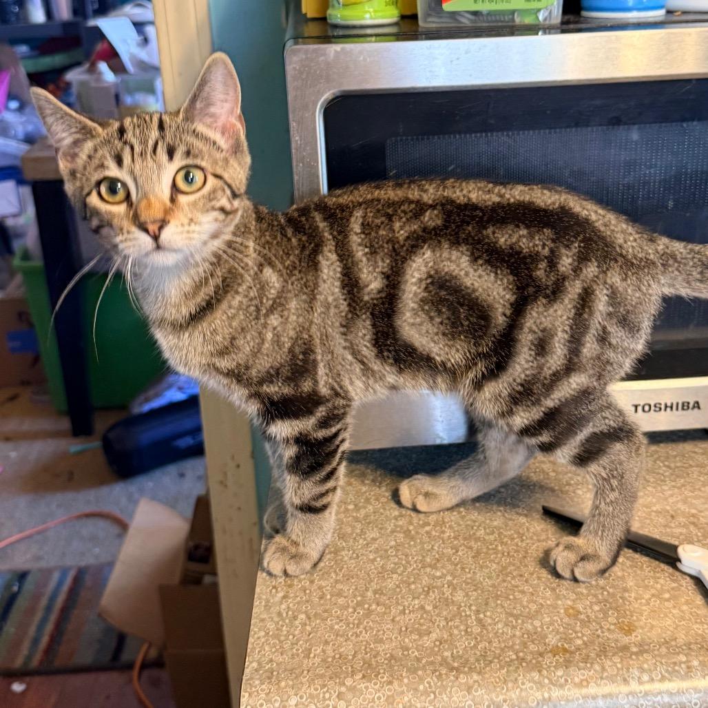 Enlarge Carson, a Adoptable Domestic Short Hair in Irwin, PA image 1/4