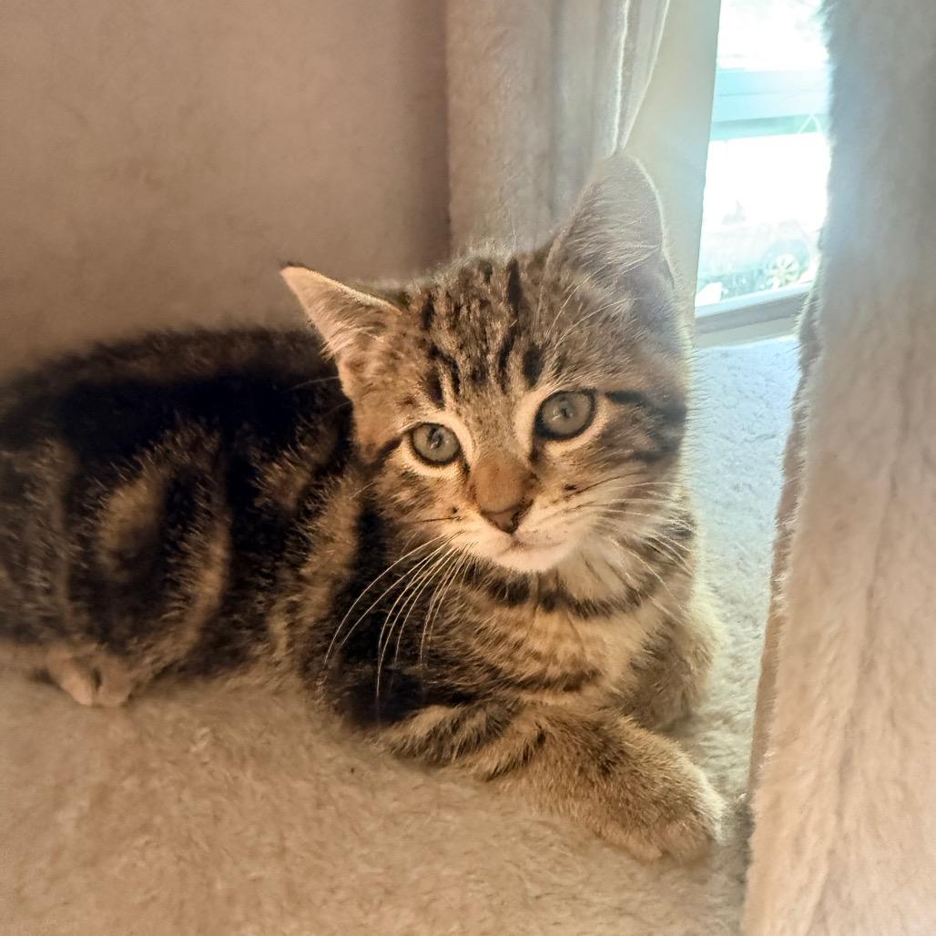 Carson, a Adoptable Domestic Short Hair in Irwin, PA image 1/2