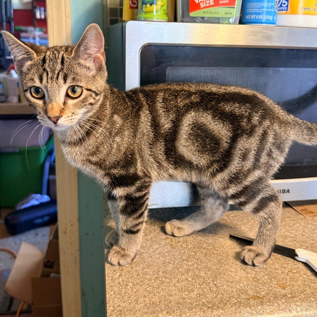 Enlarge Carson, a Adoptable Domestic Short Hair in Irwin, PA image 3/4