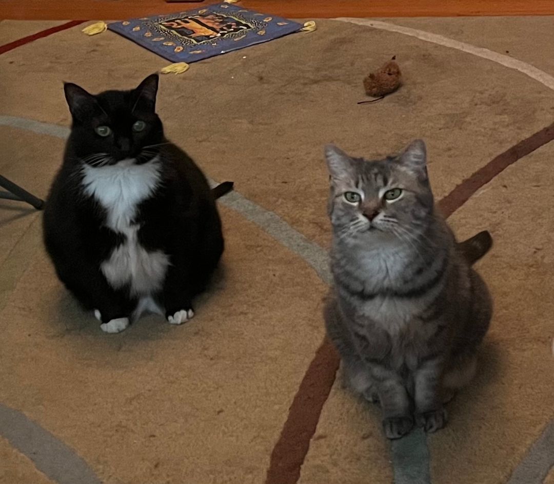 Miata (& Patsy), a Adoptable Domestic Short Hair in Chicago, IL image 4/6