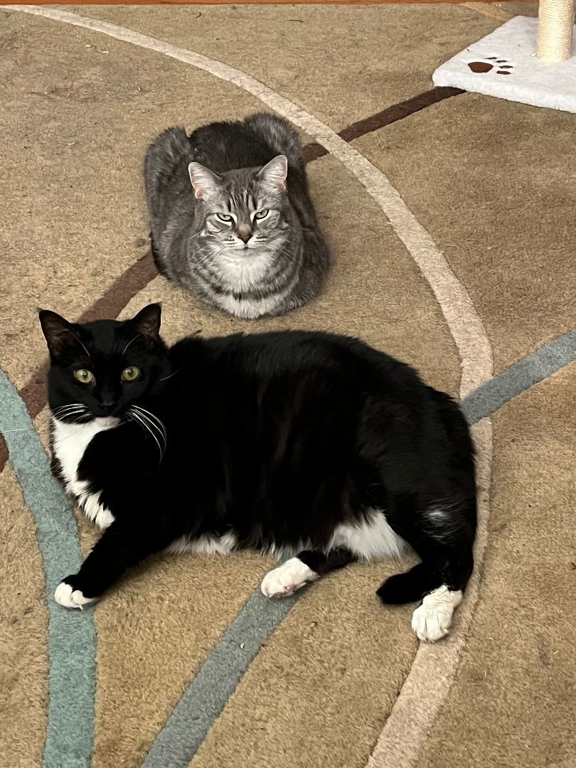 Miata (& Patsy), a Adoptable Domestic Short Hair in Chicago, IL image 5/6