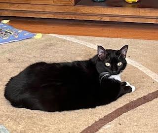 Miata (& Patsy), a Adoptable Domestic Short Hair in Chicago, IL image 3/6