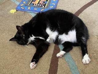 Miata (& Patsy), a Adoptable Domestic Short Hair in Chicago, IL image 2/6