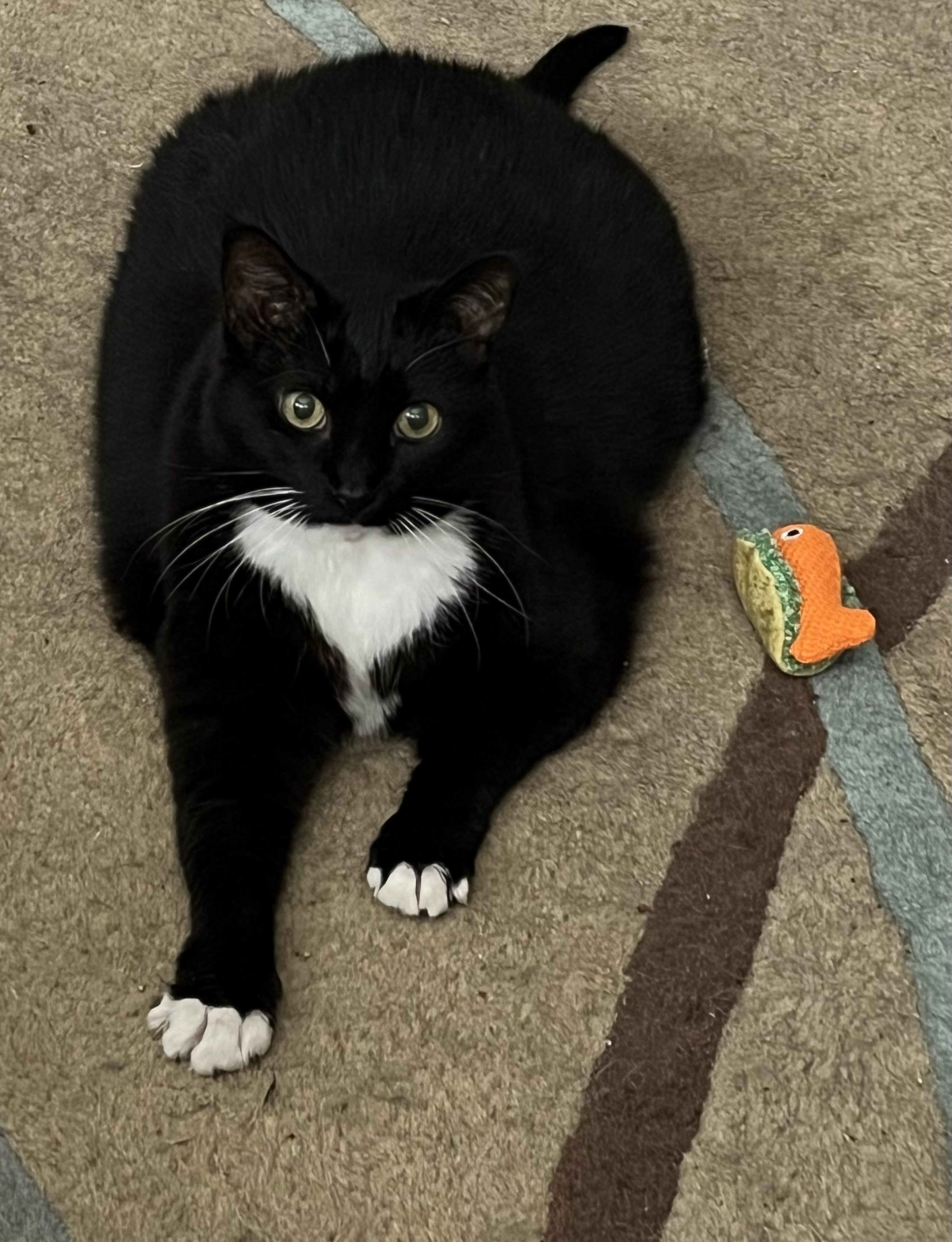 Miata (& Patsy), a Adoptable Domestic Short Hair in Chicago, IL image 1/6