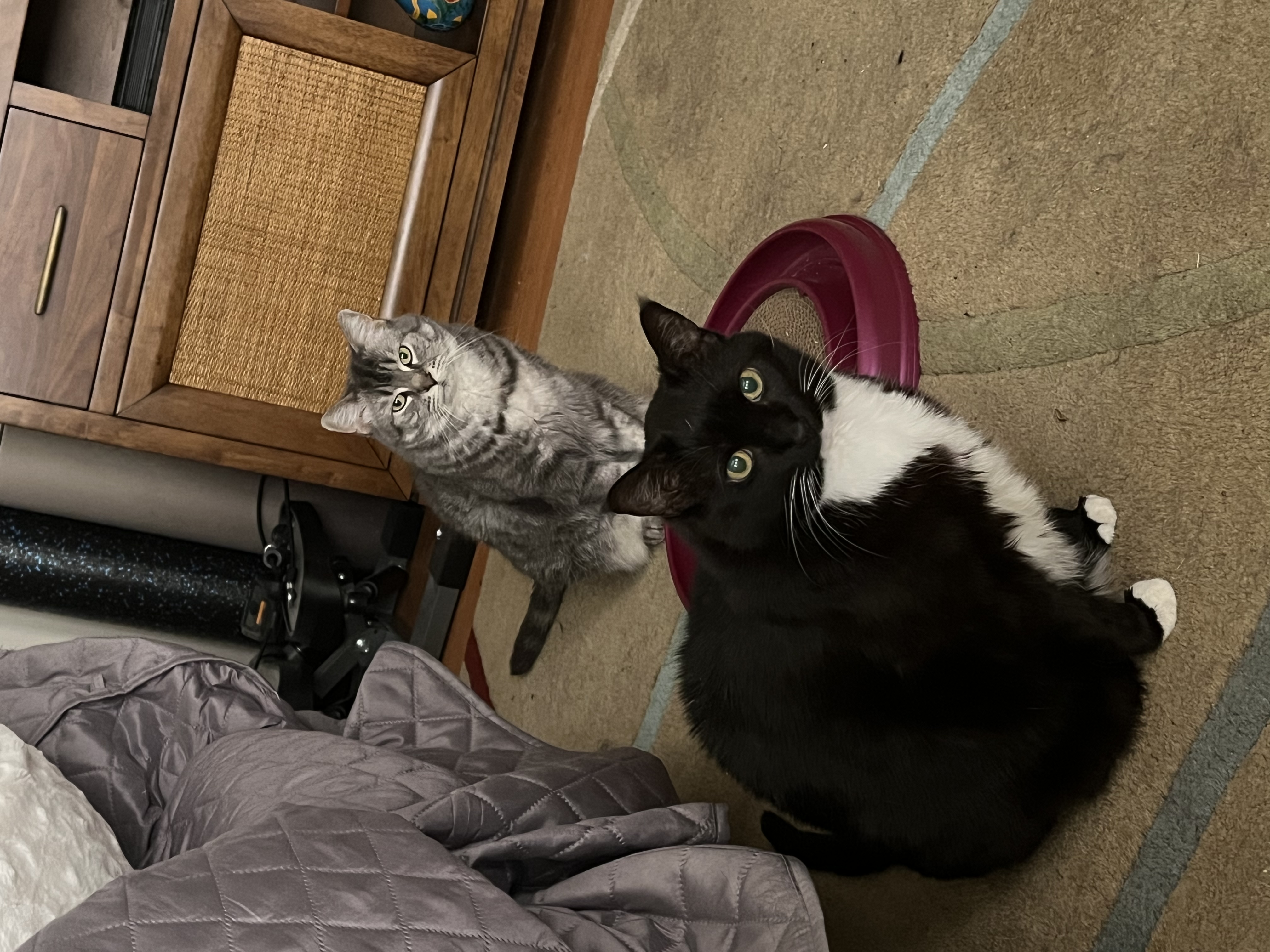 Miata (& Patsy), a Adoptable Domestic Short Hair in Chicago, IL image 6/6