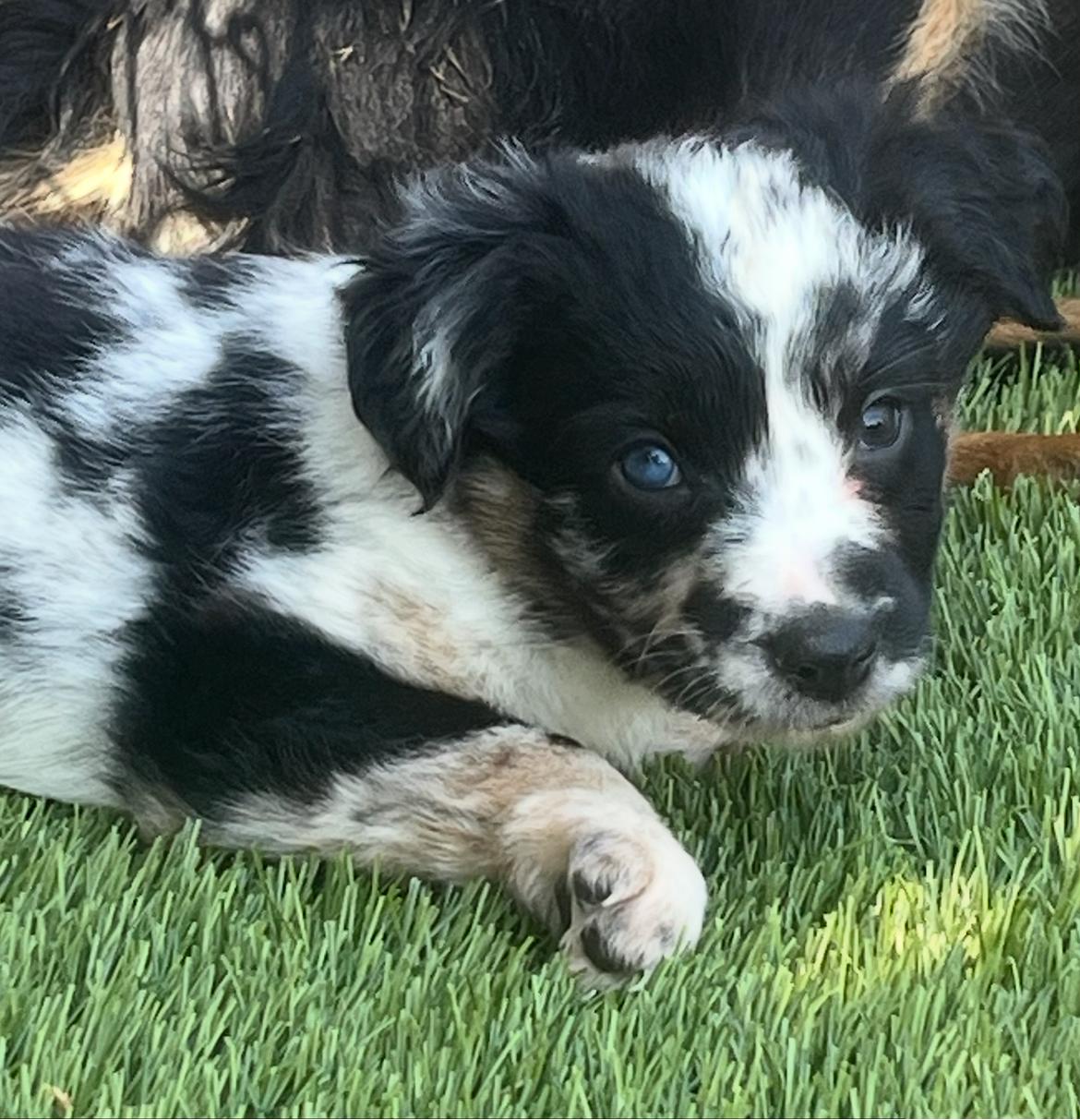 Scottie, Adoptable, Puppy Male Australian Shepherd.