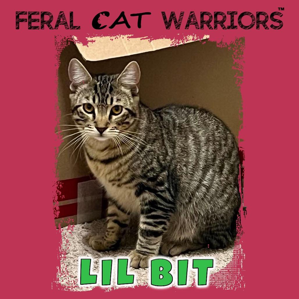 Lil Bit, Adoptable, Young Female Domestic Short Hair.