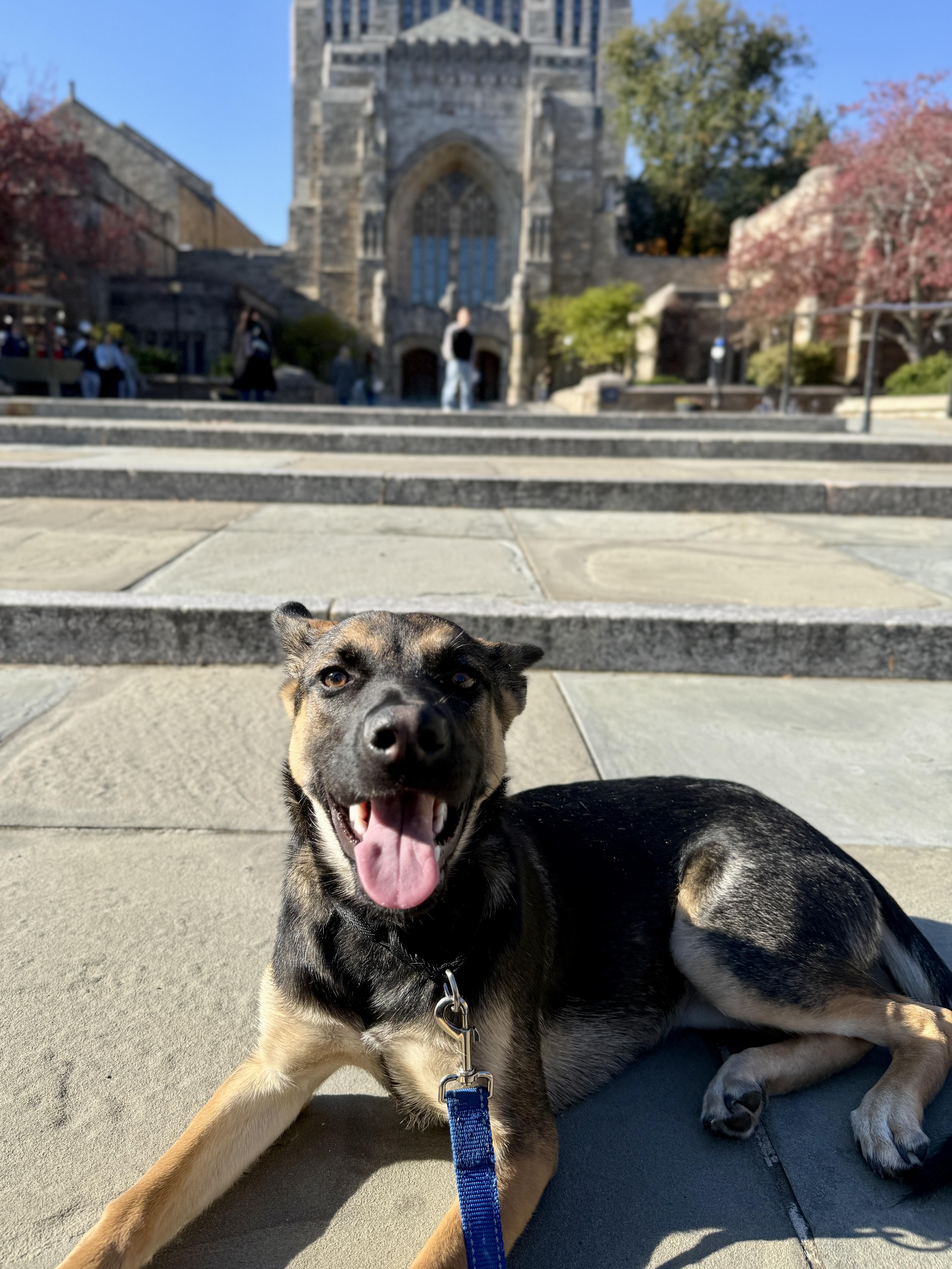 Enlarge Violet, a Adoptable mixed breed in Saugus, MA image 2/4
