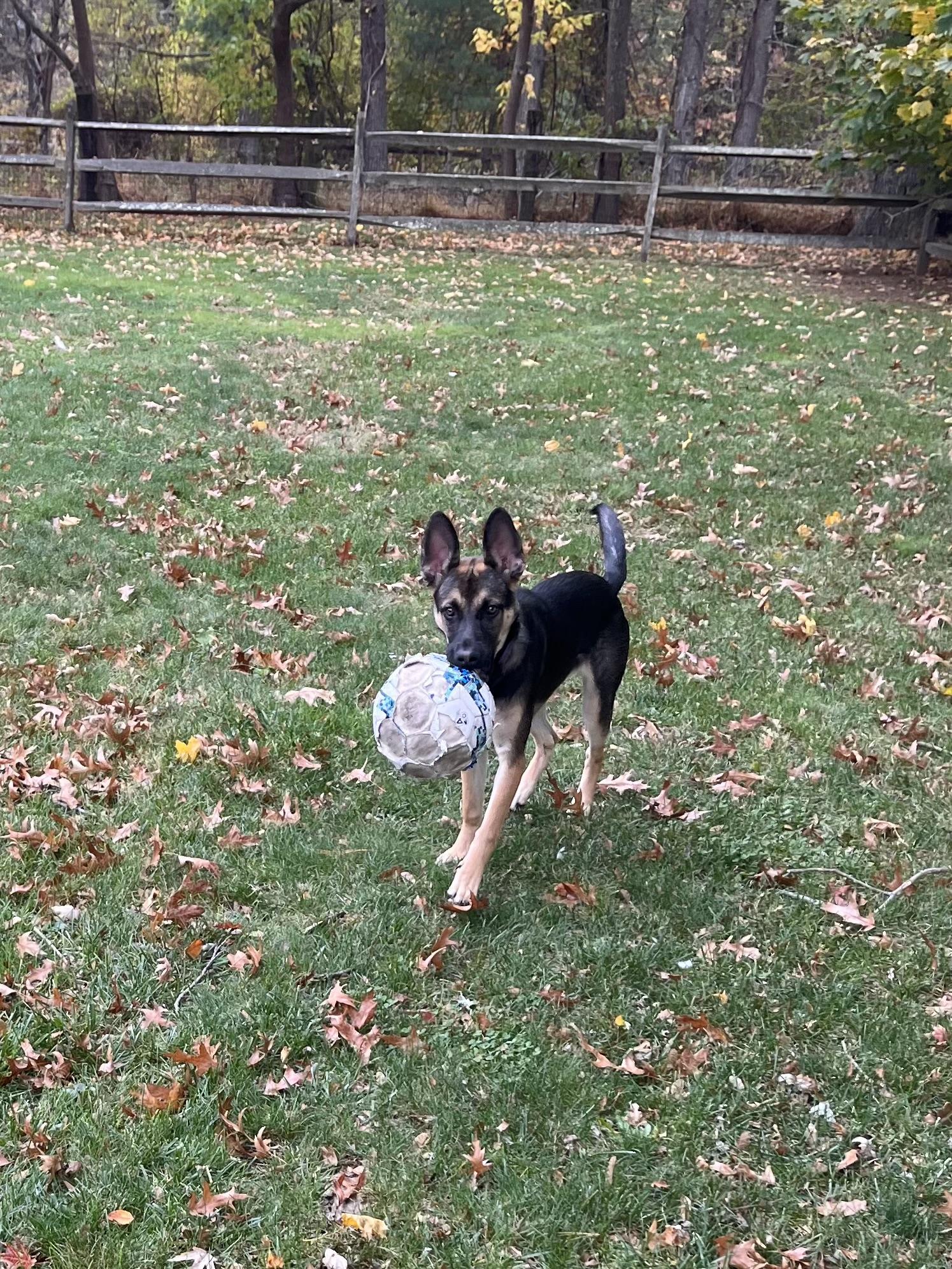 Enlarge Violet, a Adoptable mixed breed in Saugus, MA image 4/4