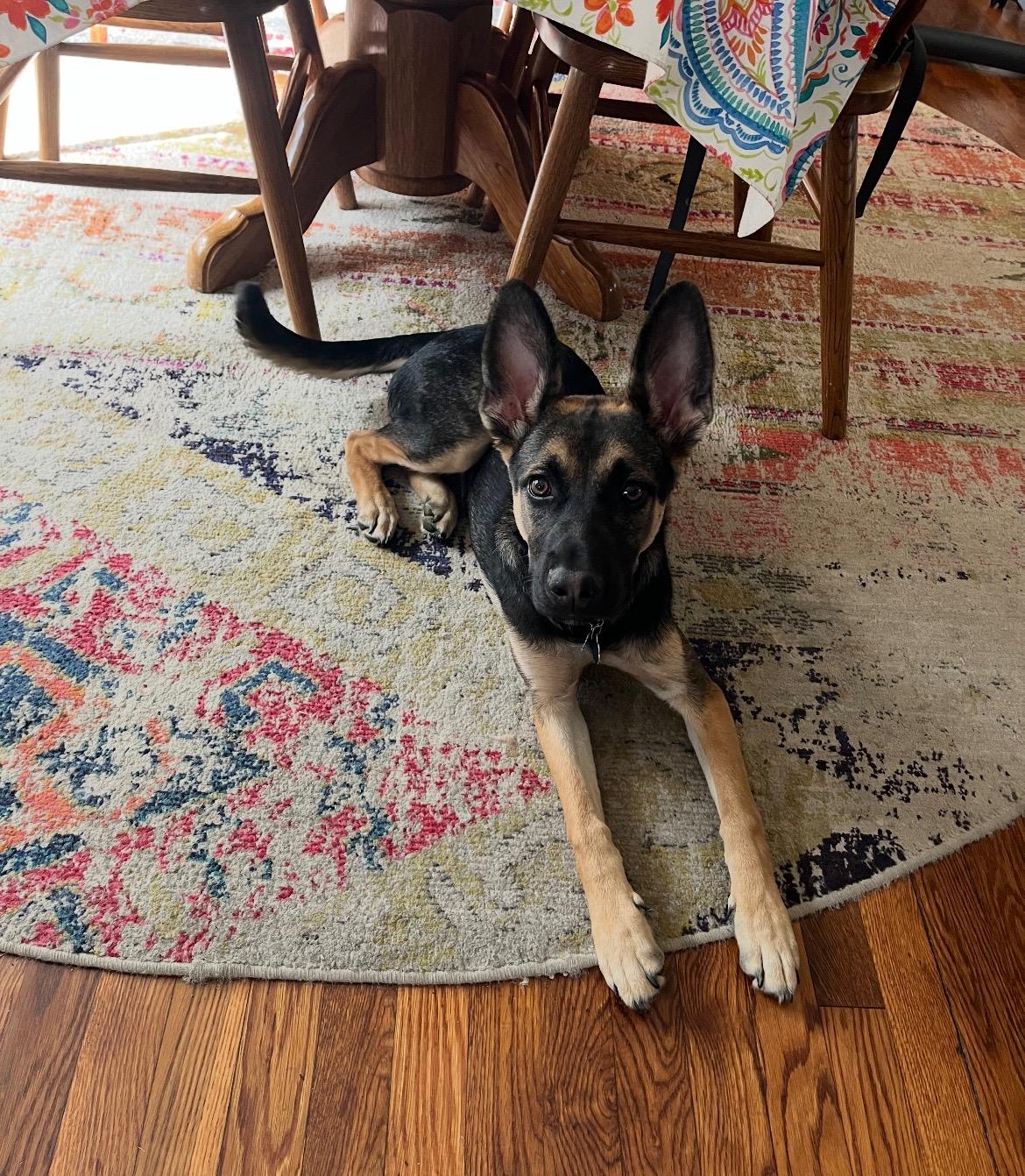 Enlarge Violet, a Adoptable mixed breed in Saugus, MA image 1/4